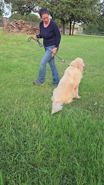 MacQueen x Shania, a  English Cream Golden Retriever for sale in Azle, TX – 2 of 8