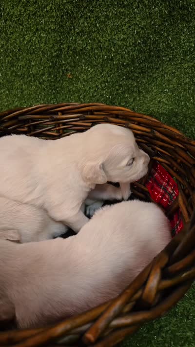 Boy 2, a male English Cream Golden Retriever for sale in Azle, TX – 2 of 3