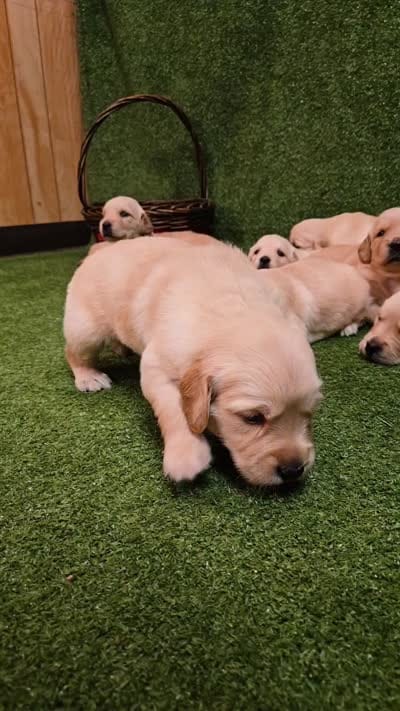 SM Boy 3, a male Golden Retriever for sale in Azle, TX – 2 of 5
