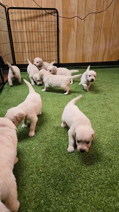 Tara, a female English Cream Golden Retriever for sale in Azle, TX – 2 of 5