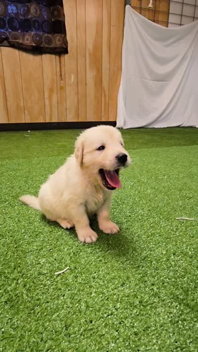 Theo - AKC English Cream, DNA Tested Parents, a male English Cream Golden Retriever for sale in Azle, TX – 2 of 4