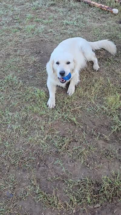 MP Girl 3, a female English Cream Golden Retriever for sale in Azle, TX – 4 of 4