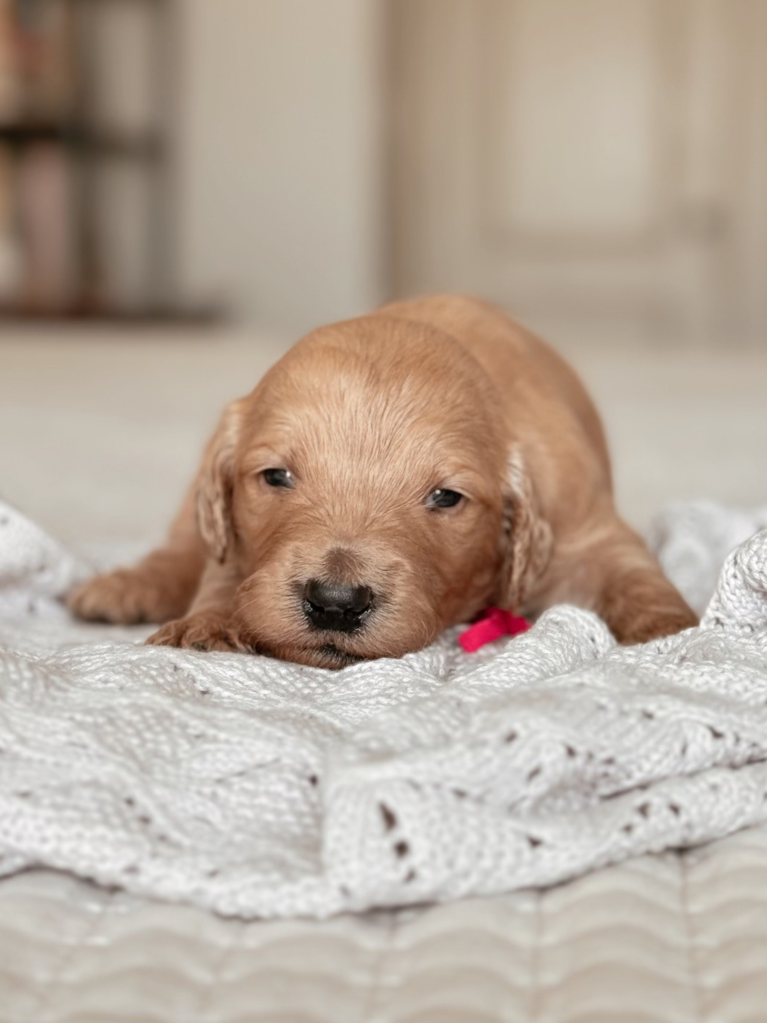 Rachel Green – Goldendoodle puppy for sale in Maricopa, AZ