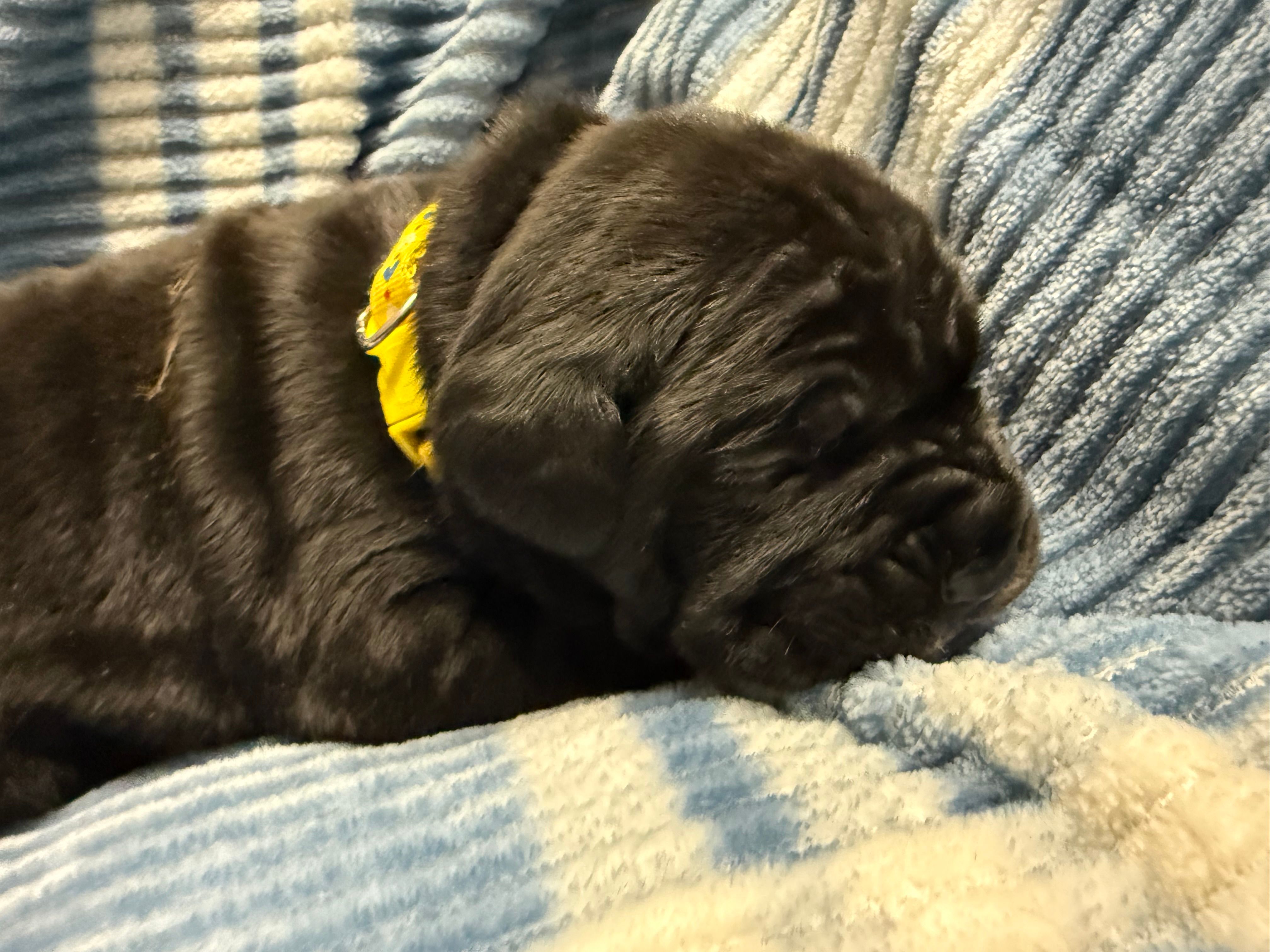 Yellow – Cane Corso puppy for sale in Shapleigh, ME
