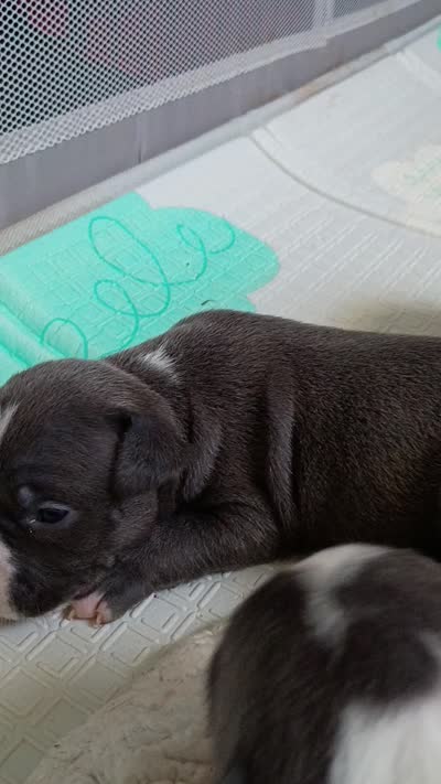 Kano, a male American Pit Bull Terrier for sale in Springfield, MO – 2 of 5