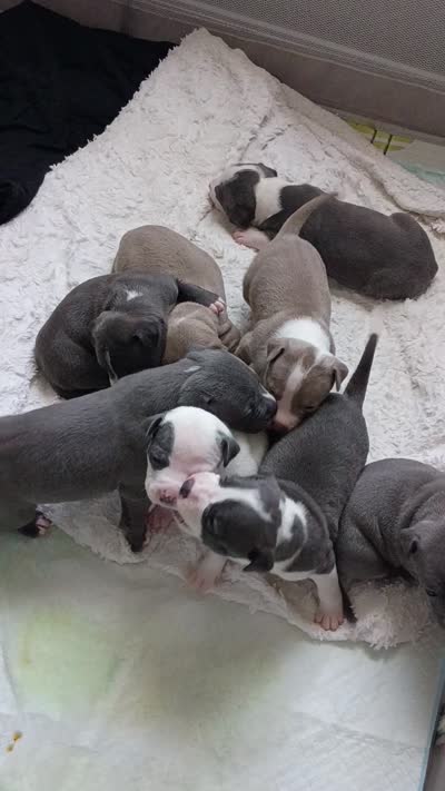 Cap, a male American Pit Bull Terrier for sale in Springfield, MO – 2 of 5