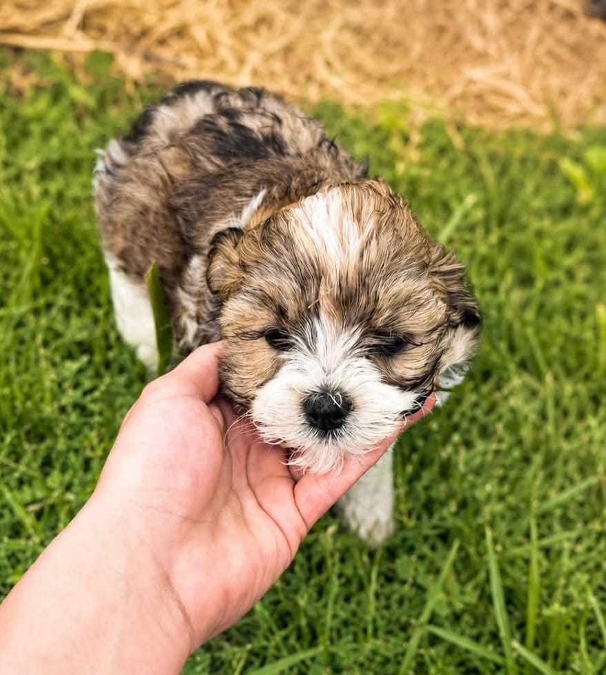 Beatrice – Yorkshire Terrier puppy for sale in Big Stone Gap, VA