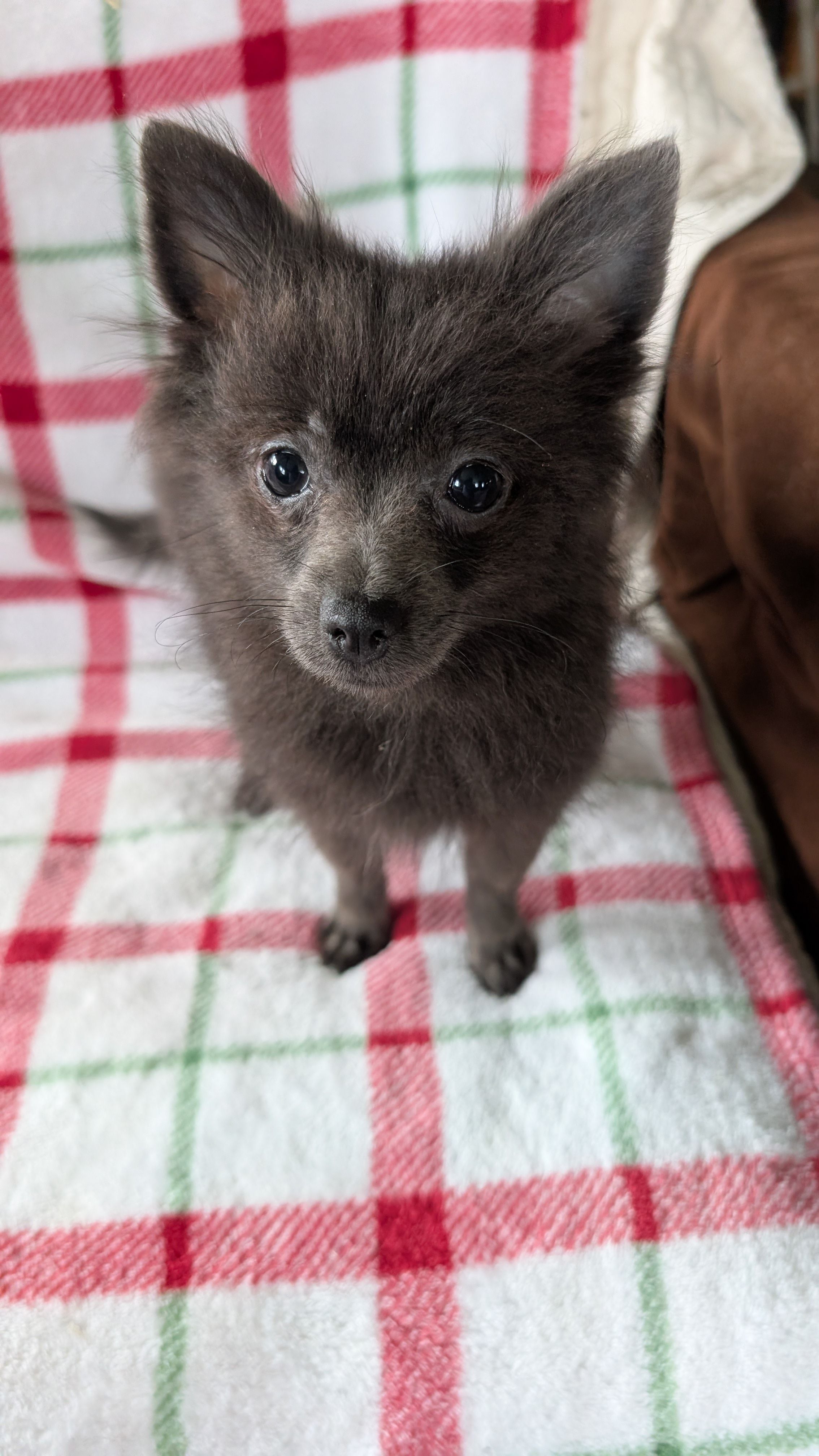 Gracie – Pomeranian puppy for sale in Shipshewana, IN