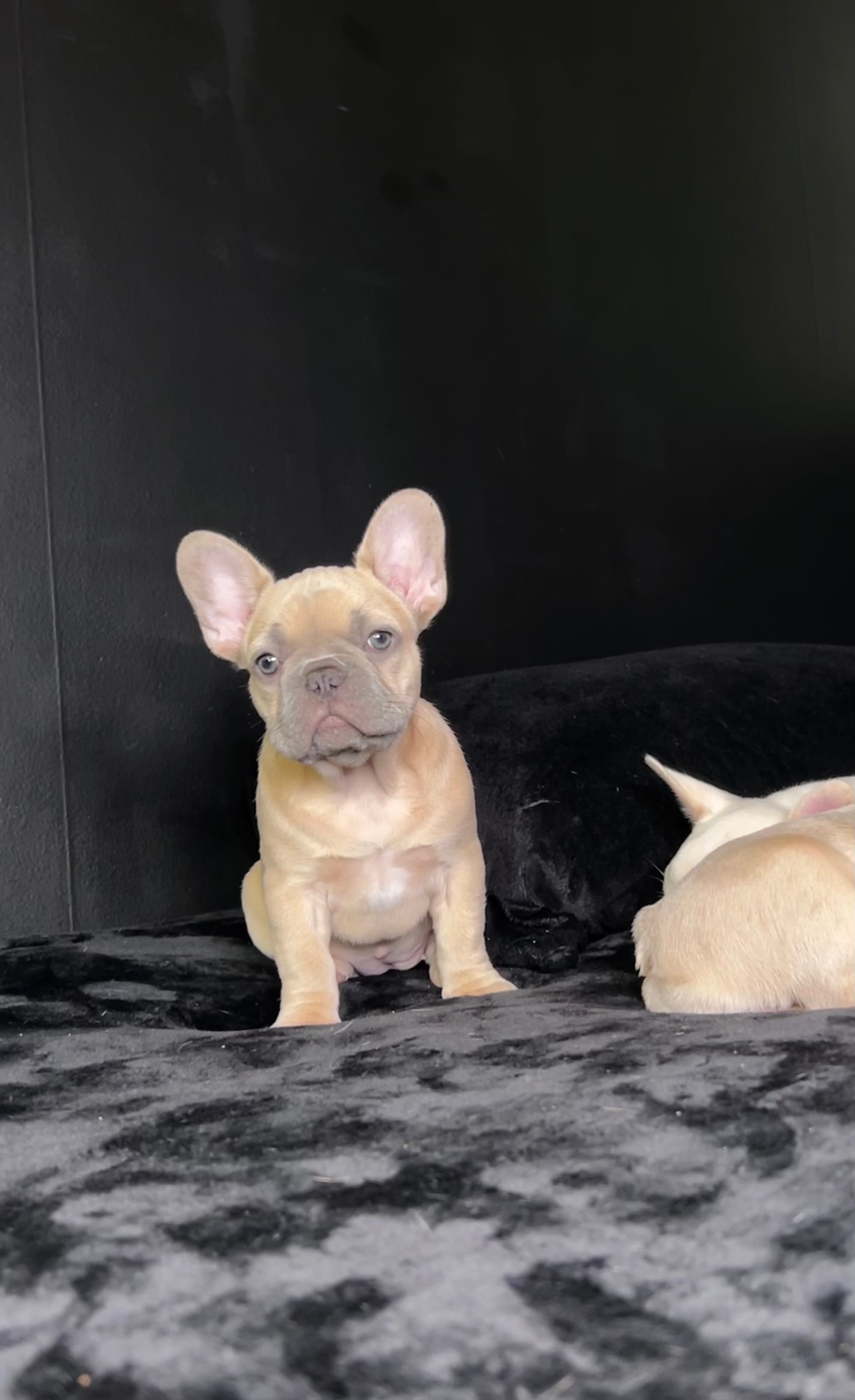 Minnie – French Bulldog puppy for sale in St. Paul, MN