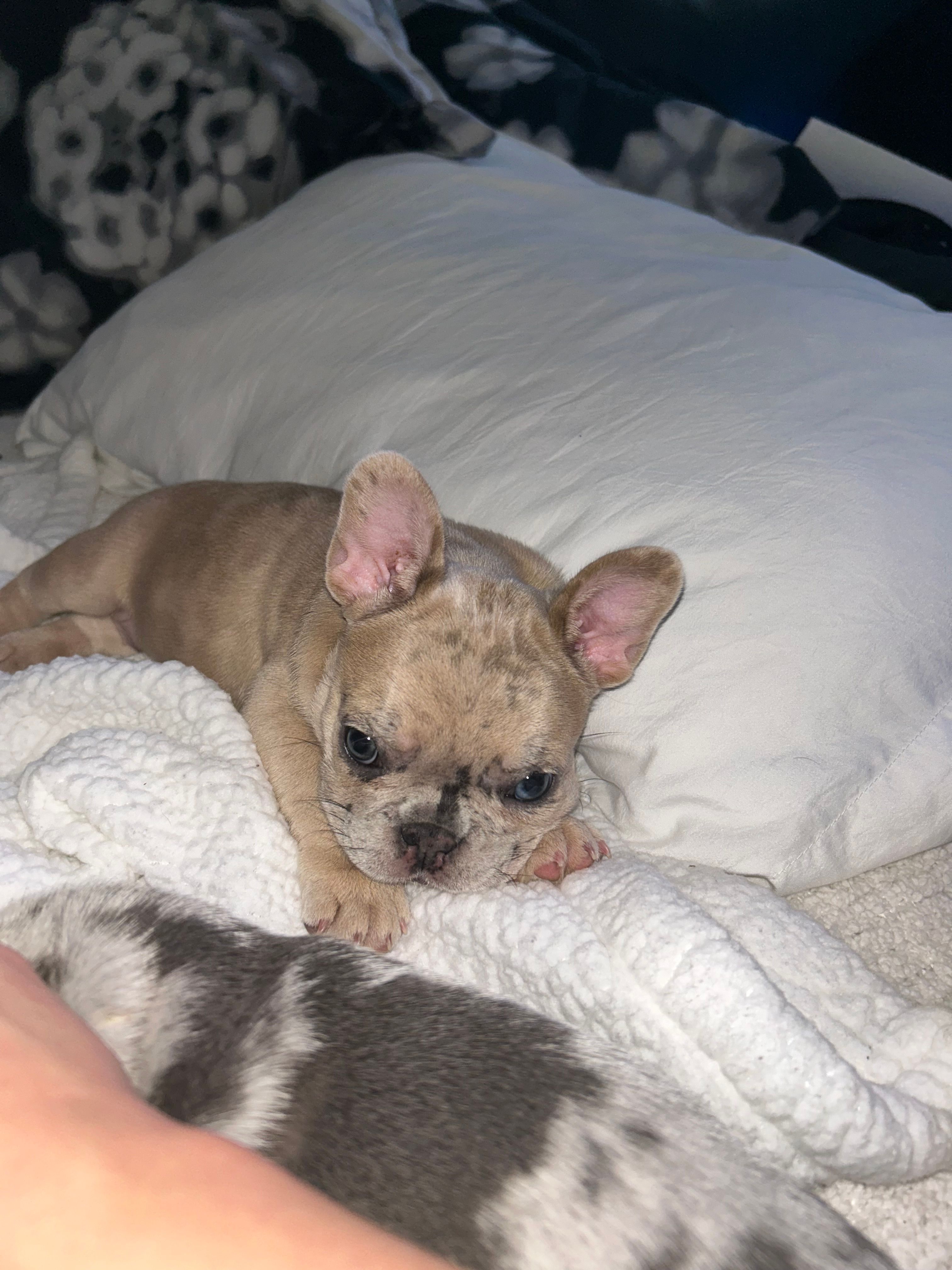 Angel – French Bulldog puppy for sale in St. Paul, MN