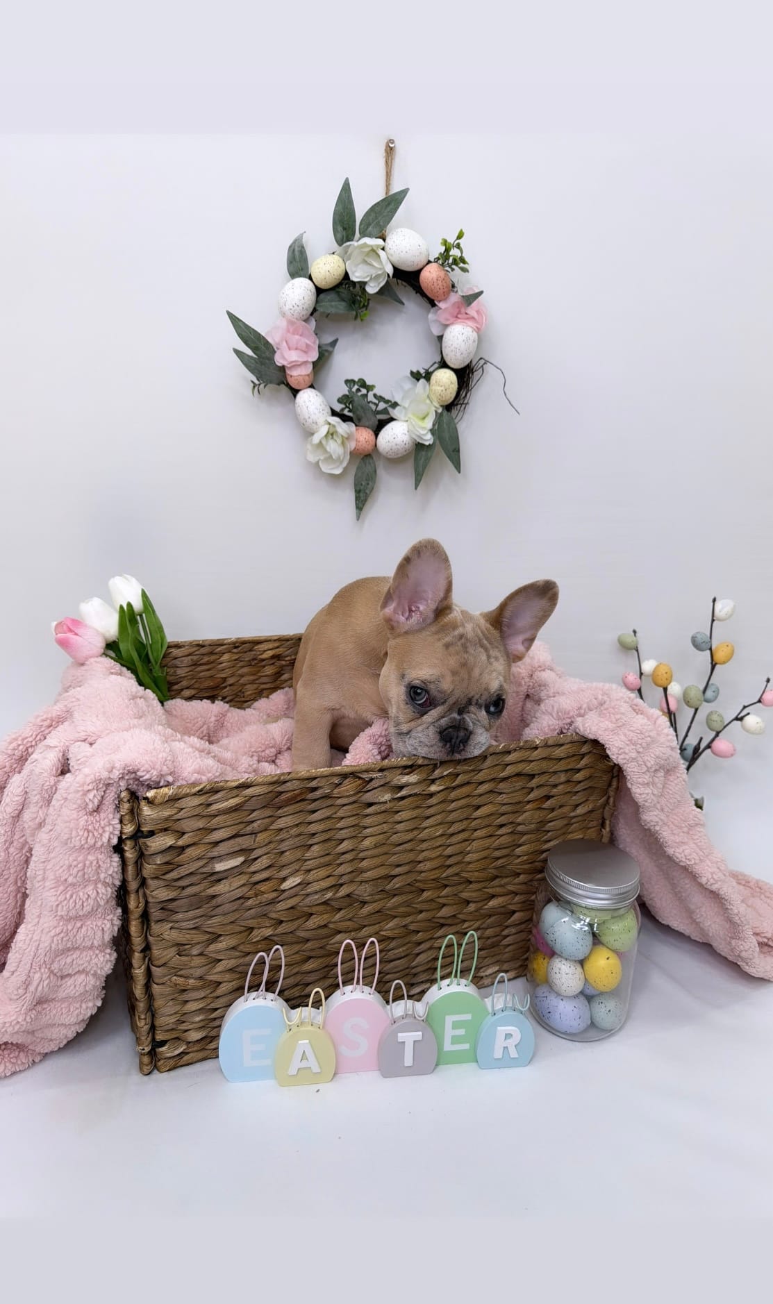 Angel – French Bulldog puppy for sale in St. Paul, MN