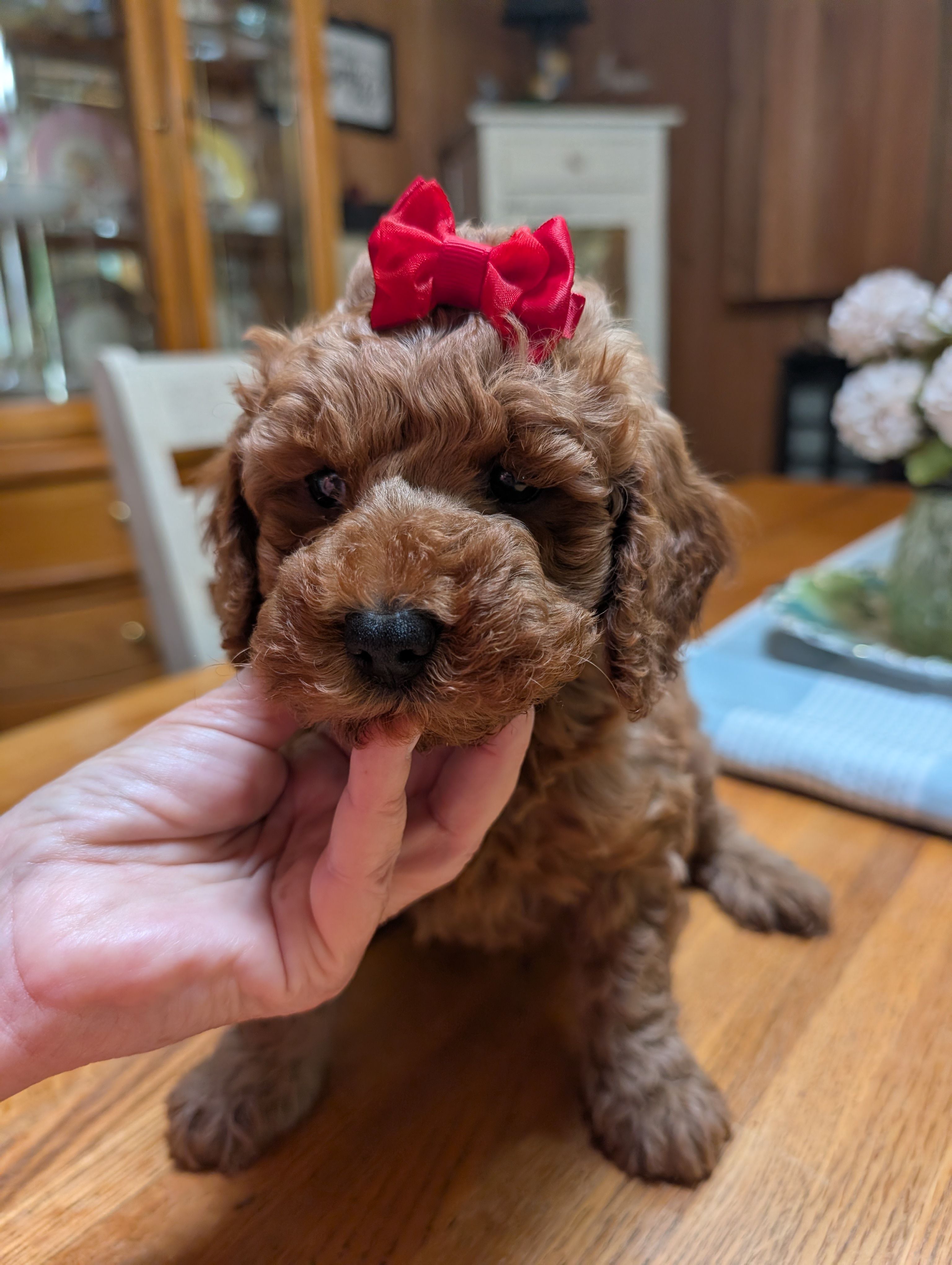 Miss Magnolia – Miniature Labradoodle puppy for sale in Webster, FL