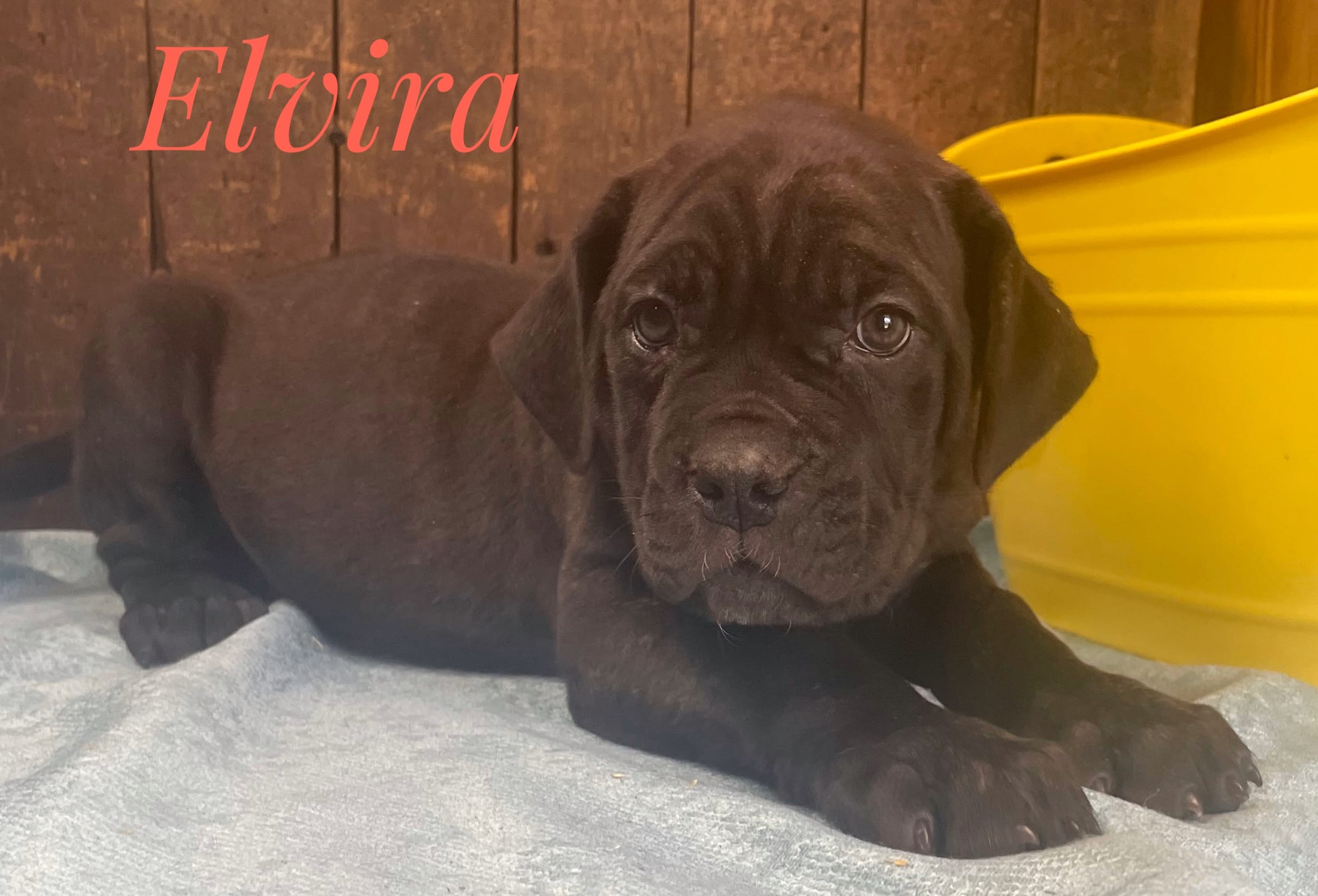 Elvira – Neapolitan Mastiff, English Mastiff puppy for sale in Neosho, MO