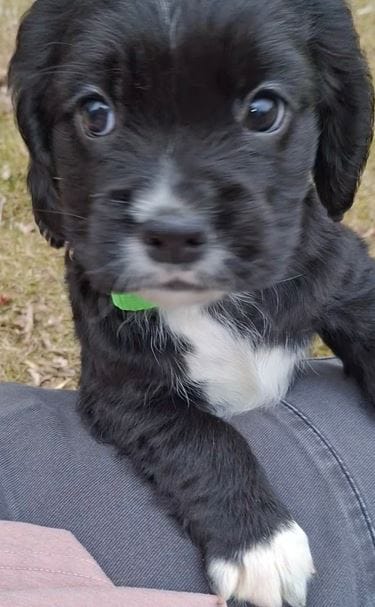 Artemis – English Cocker Spaniel, Cavalier King Charles Spaniel puppy for sale in Watertown, MN