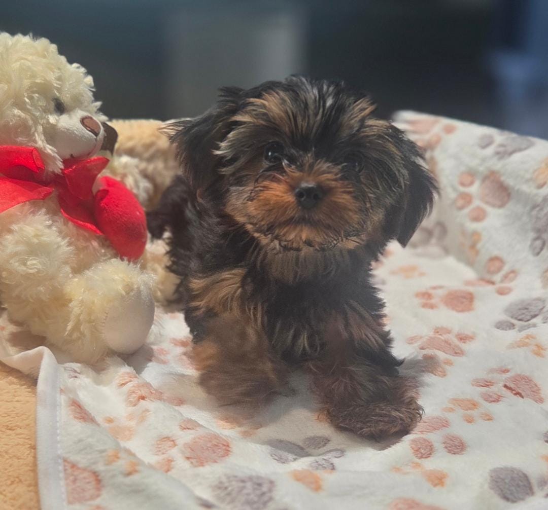 Orange Rose – Yorkshire Terrier puppy for sale in Winter Springs, FL
