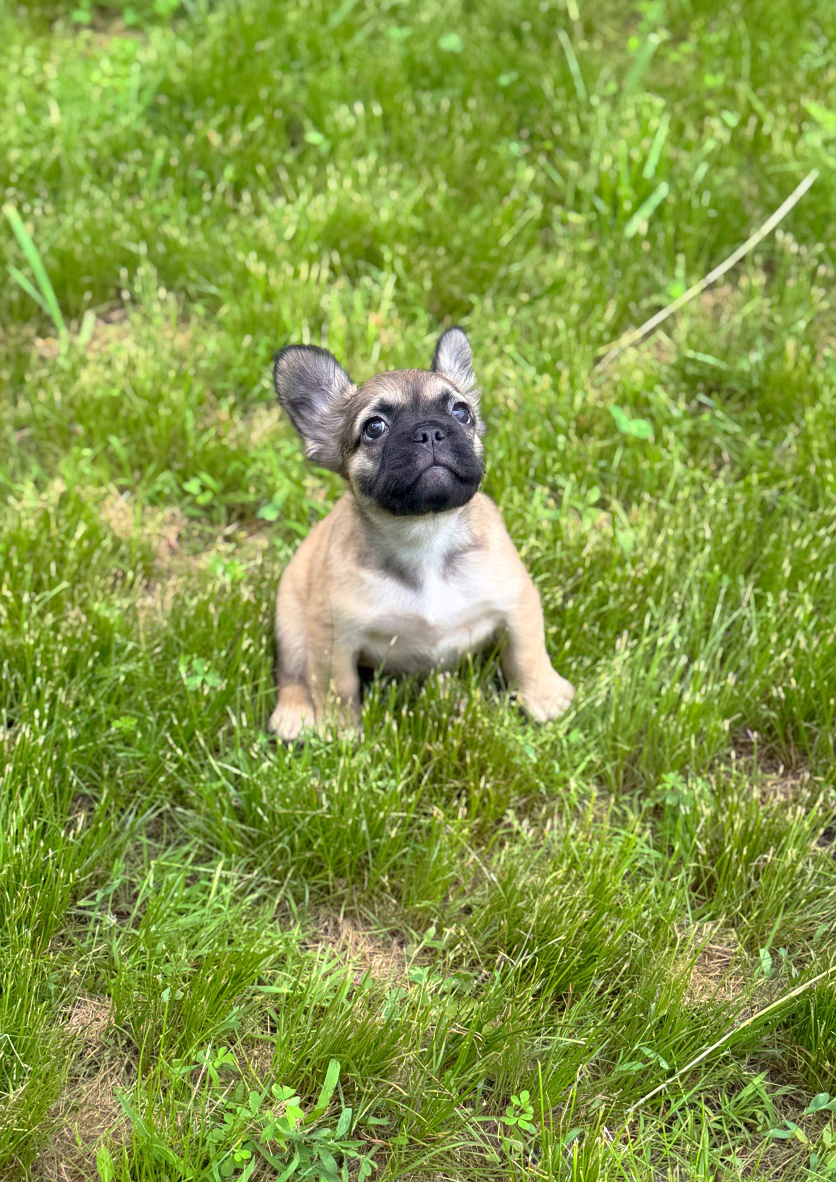 Sarah  – French Bulldog puppy for sale in Rolla, MO