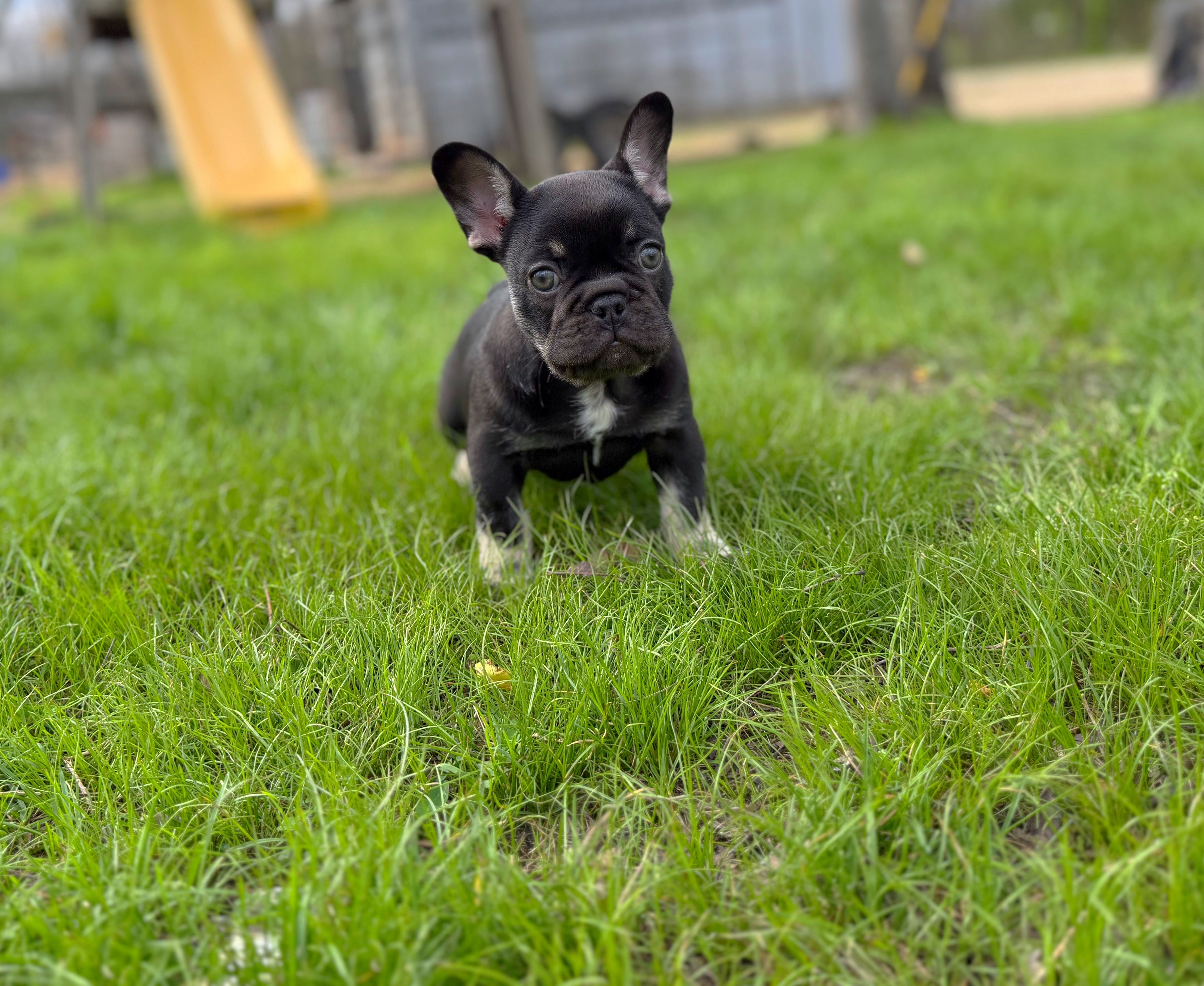 Hank  – French Bulldog puppy for sale in Rolla, MO