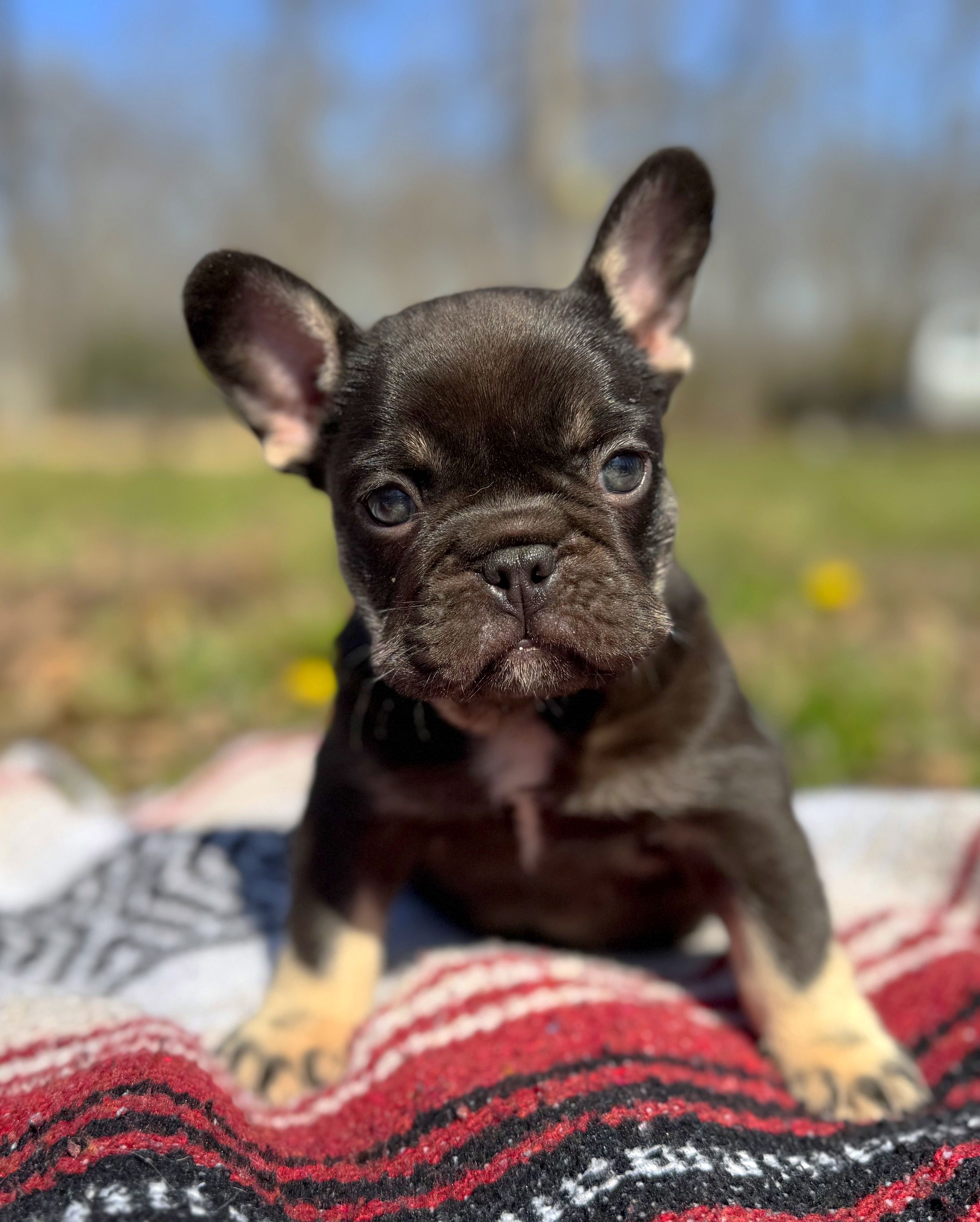 Hank  – French Bulldog puppy for sale in Rolla, MO