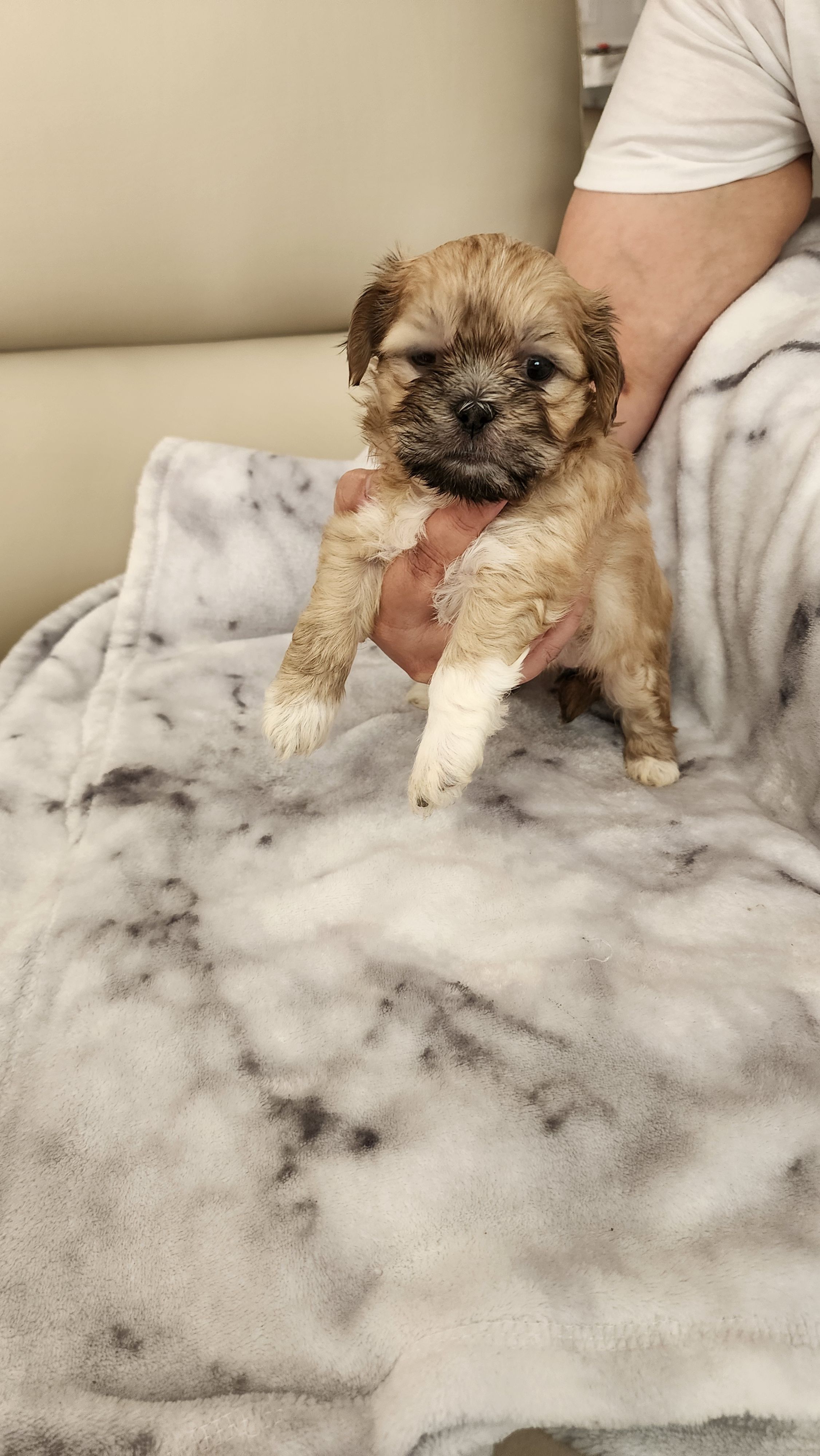 Girl – Shih Tzu puppy for sale in Ridgeville, SC