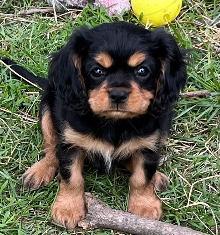 Mischief  – Cavalier King Charles Spaniel puppy for sale in Litchfield, IL