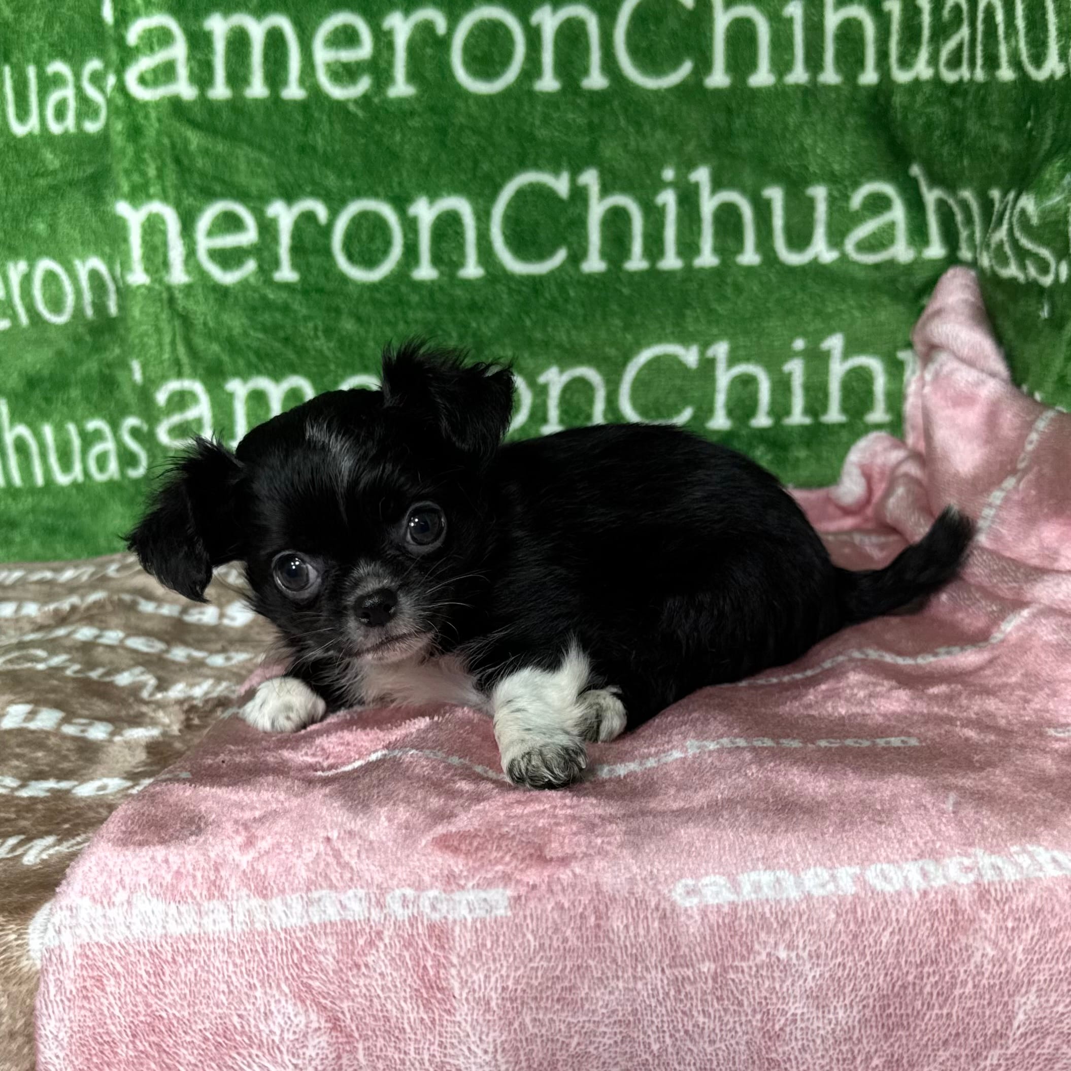 Daisy Long Coat – Chihuahua puppy for sale in Spiro, OK