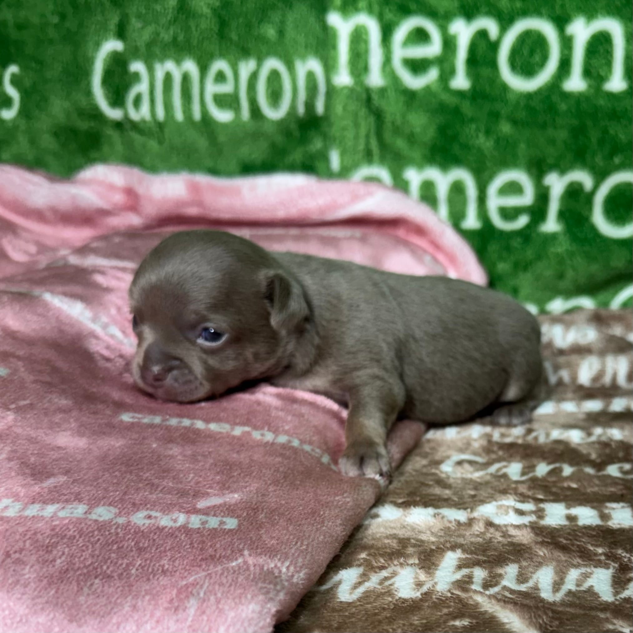 Star Lavender Short Coat – Chihuahua puppy for sale in Spiro, OK