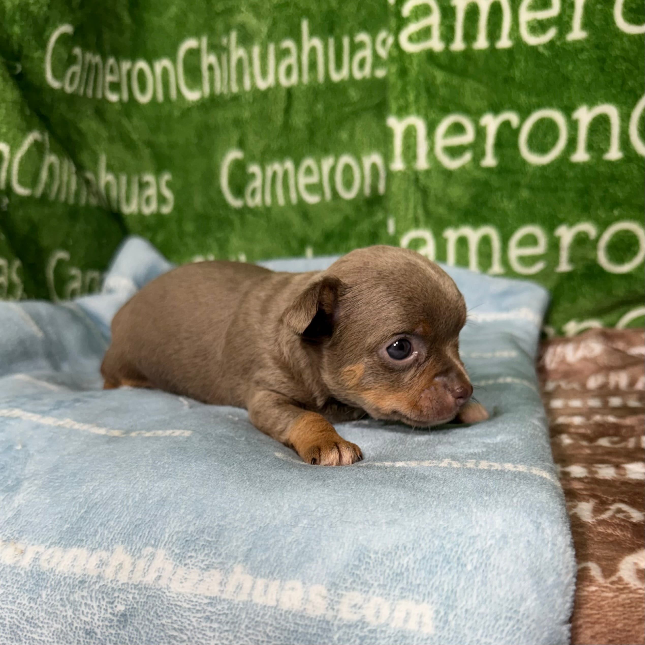 Honor Lavender Tricolor Short Ct – Chihuahua puppy for sale in Spiro, OK