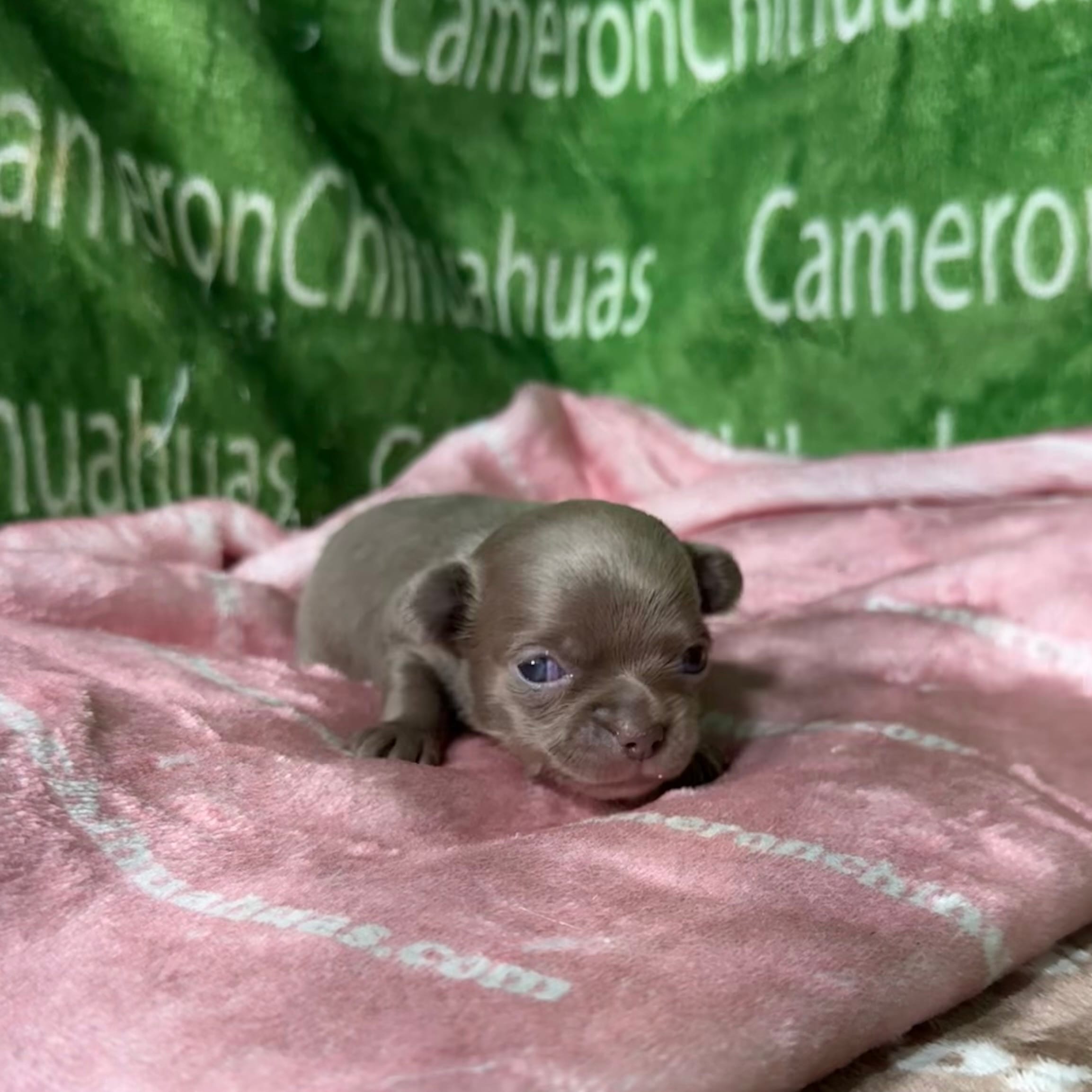 Liberty Tiny Lavender Short Coat – Chihuahua puppy for sale in Spiro, OK
