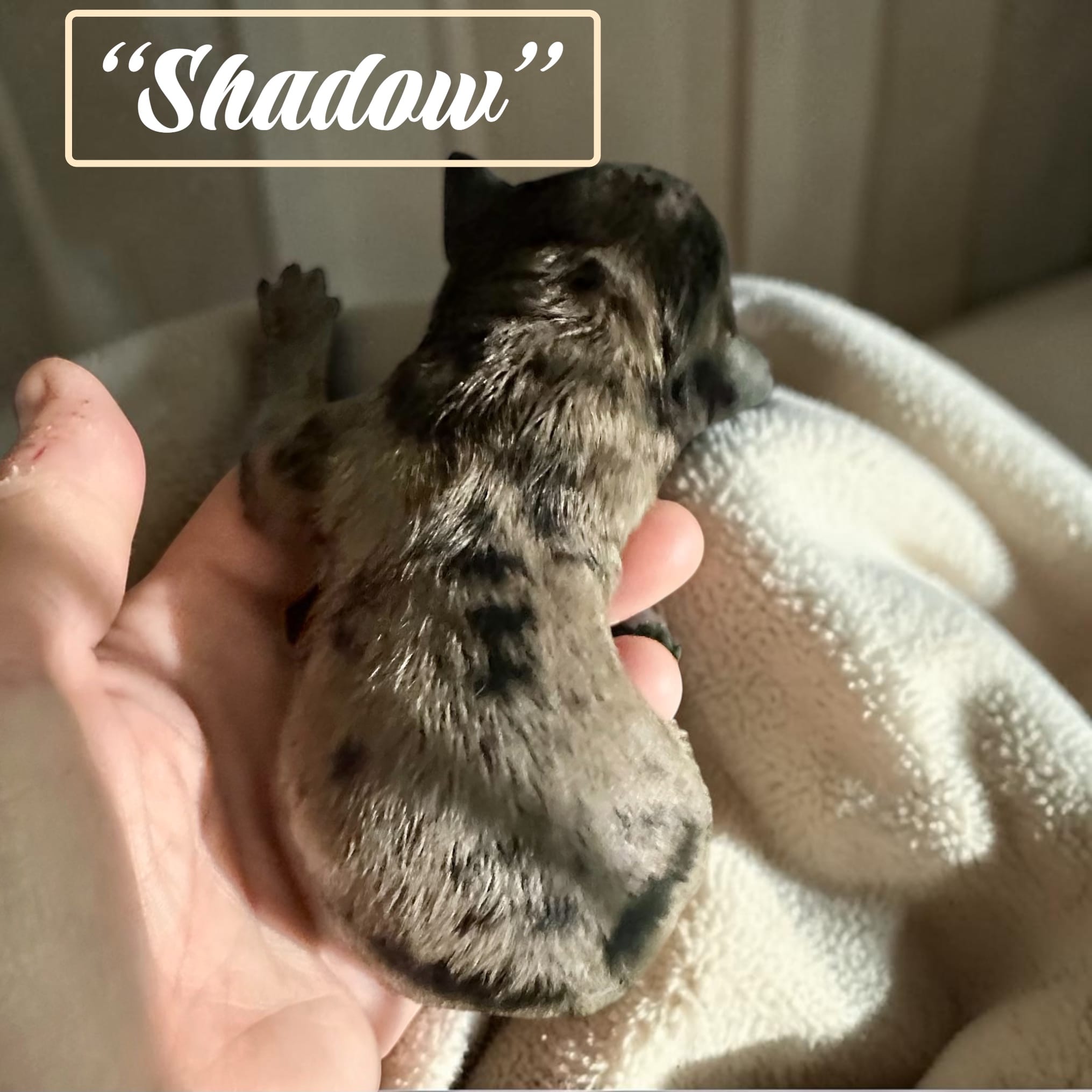 Shadow – Doxiepoo, Miniature Dachshund puppy for sale in Coal City, IN