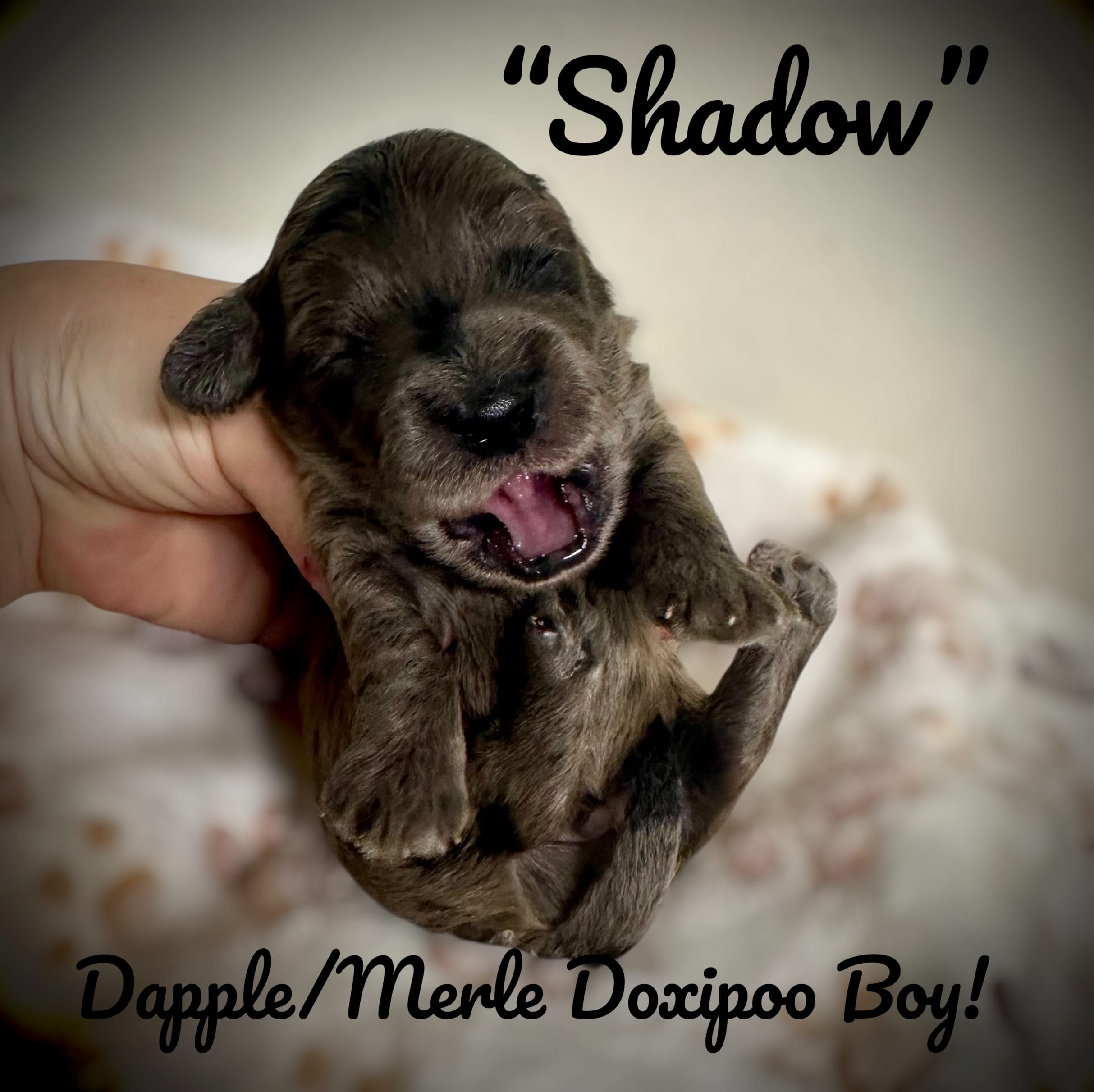 Shadow – Doxiepoo, Miniature Dachshund puppy for sale in Coal City, IN