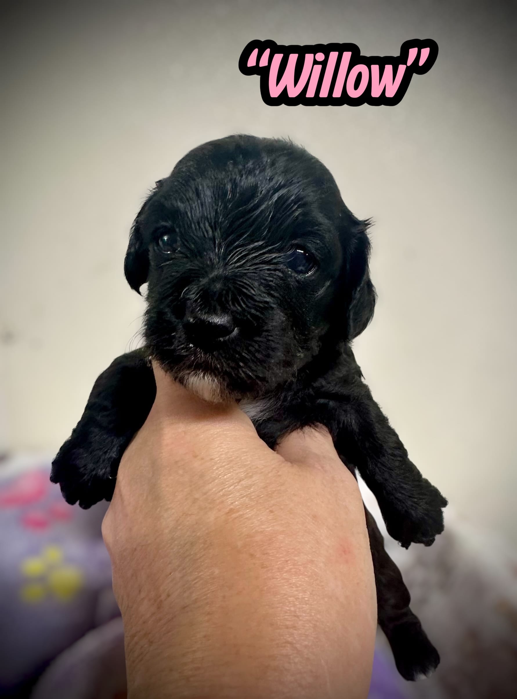 Willow  – Doxiepoo, Miniature Dachshund puppy for sale in Coal City, IN