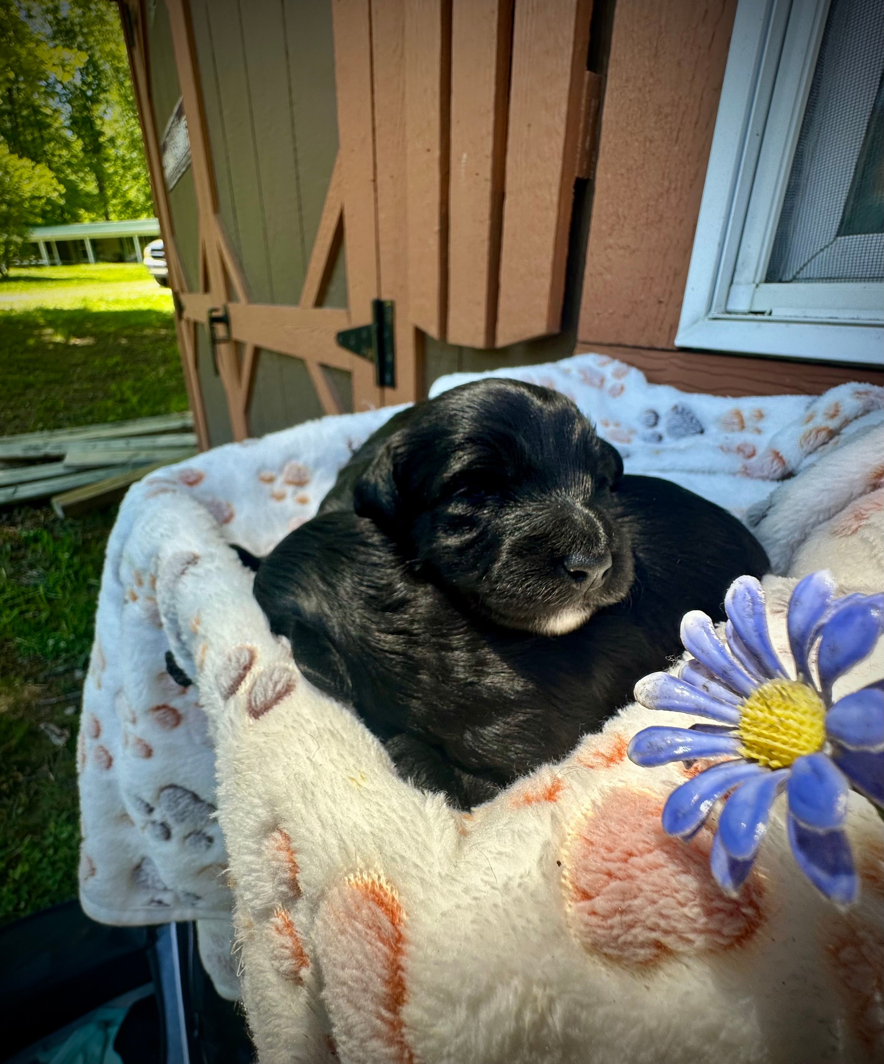 Willow  – Doxiepoo, Miniature Dachshund puppy for sale in Coal City, IN