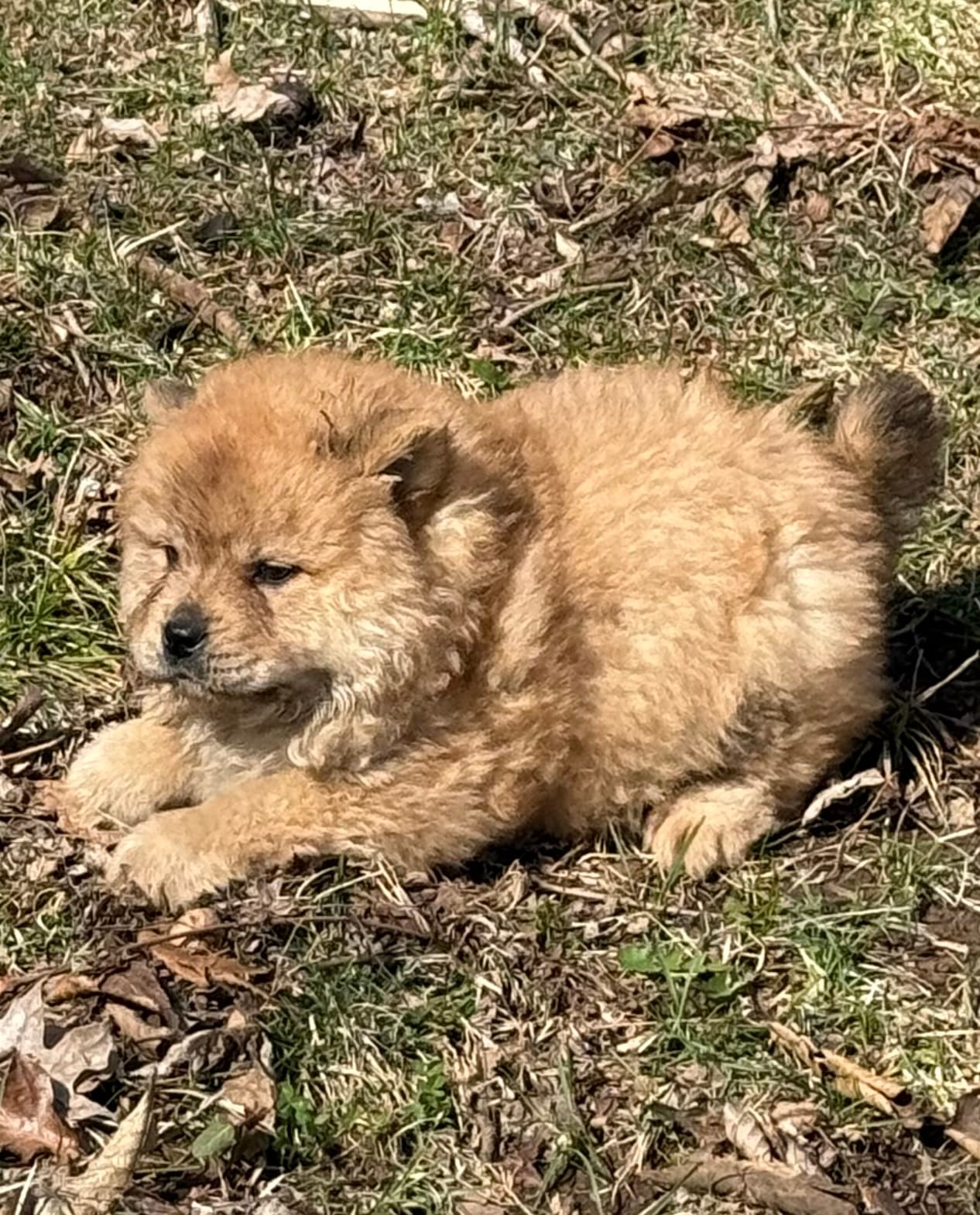 Sophie  – Chow Chow puppy for sale in Old Mines, MO