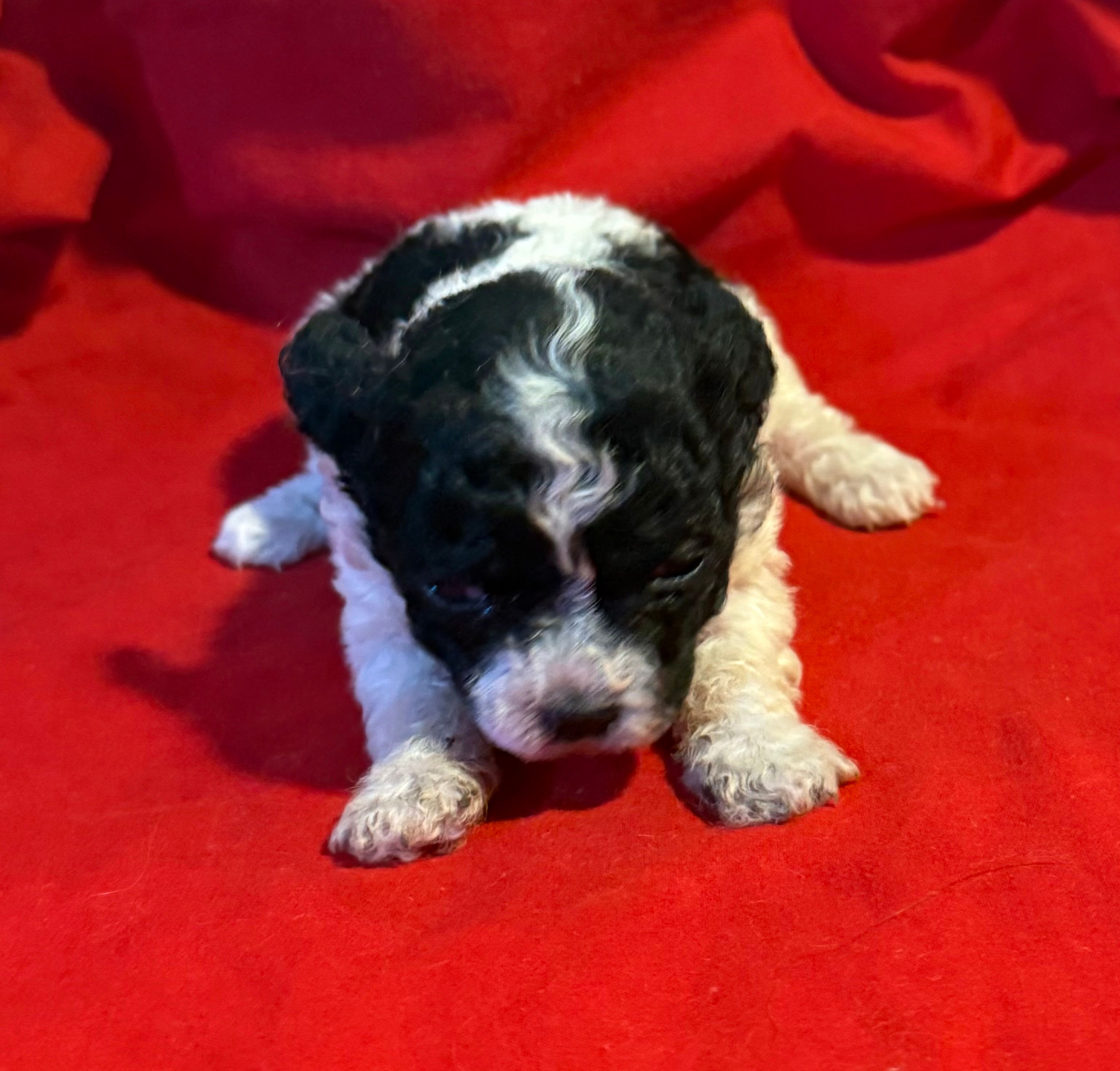 CKC Lady – Poodle - Toy  puppy for sale in Old Mines, MO