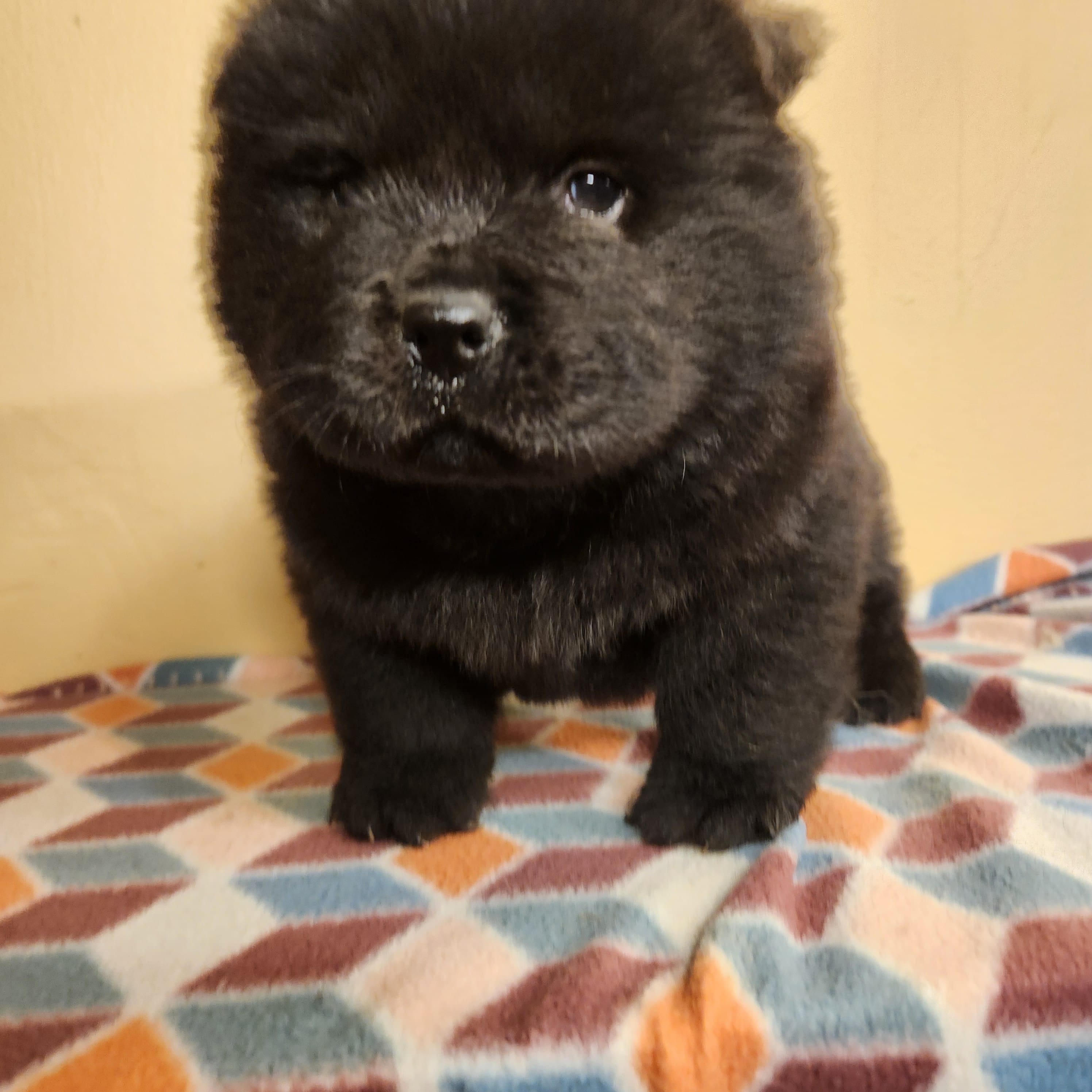 Mocha – Chow Chow puppy for sale in Potosi, MO