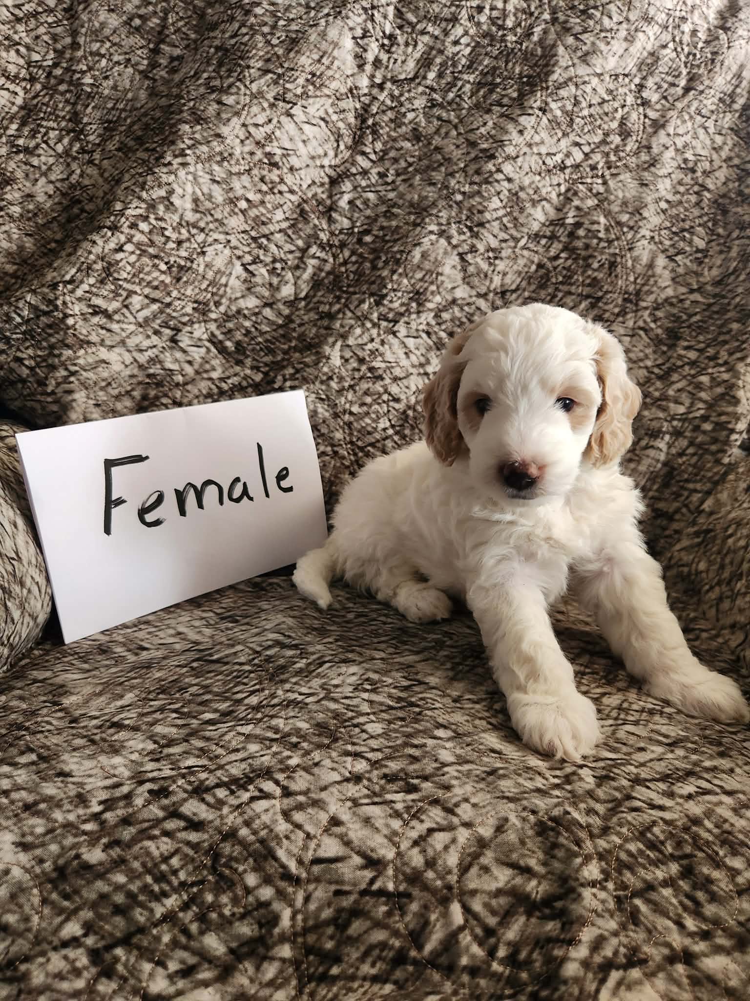 Vanilla – Bernedoodle puppy for sale in Monticello, IA