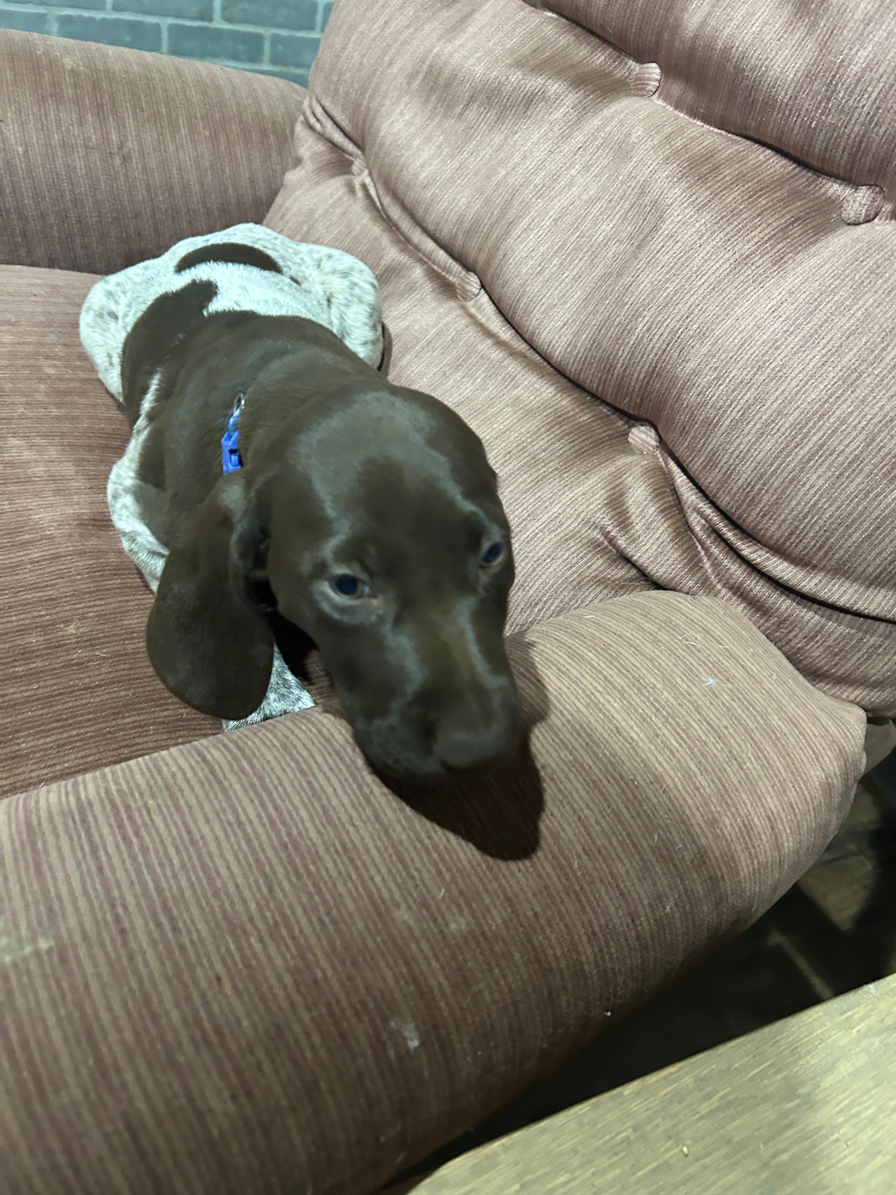 Rex – German Shorthaired Pointer puppy for sale in Necedah, WI