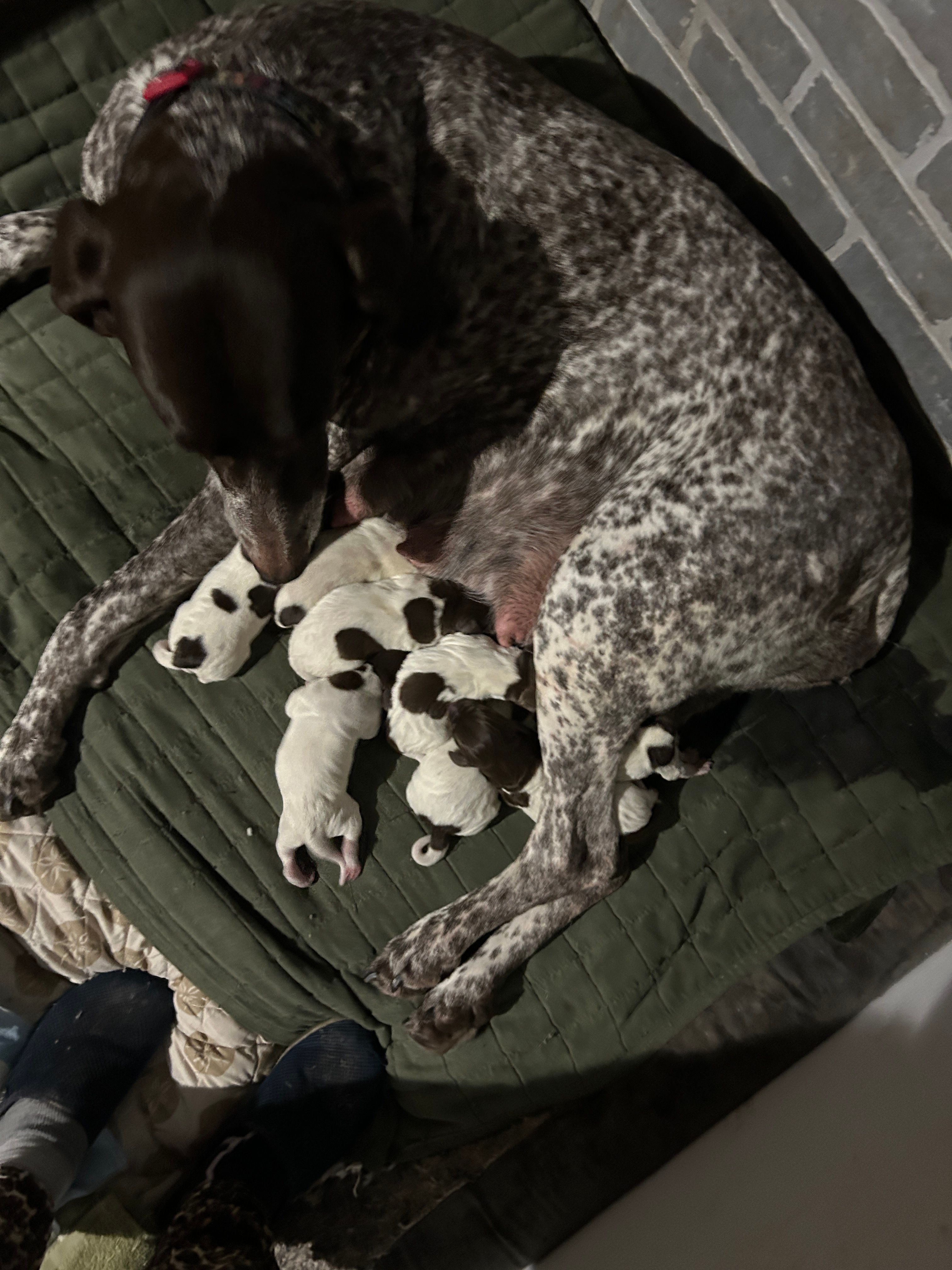 Blue – German Shorthaired Pointer puppy for sale in Necedah, WI