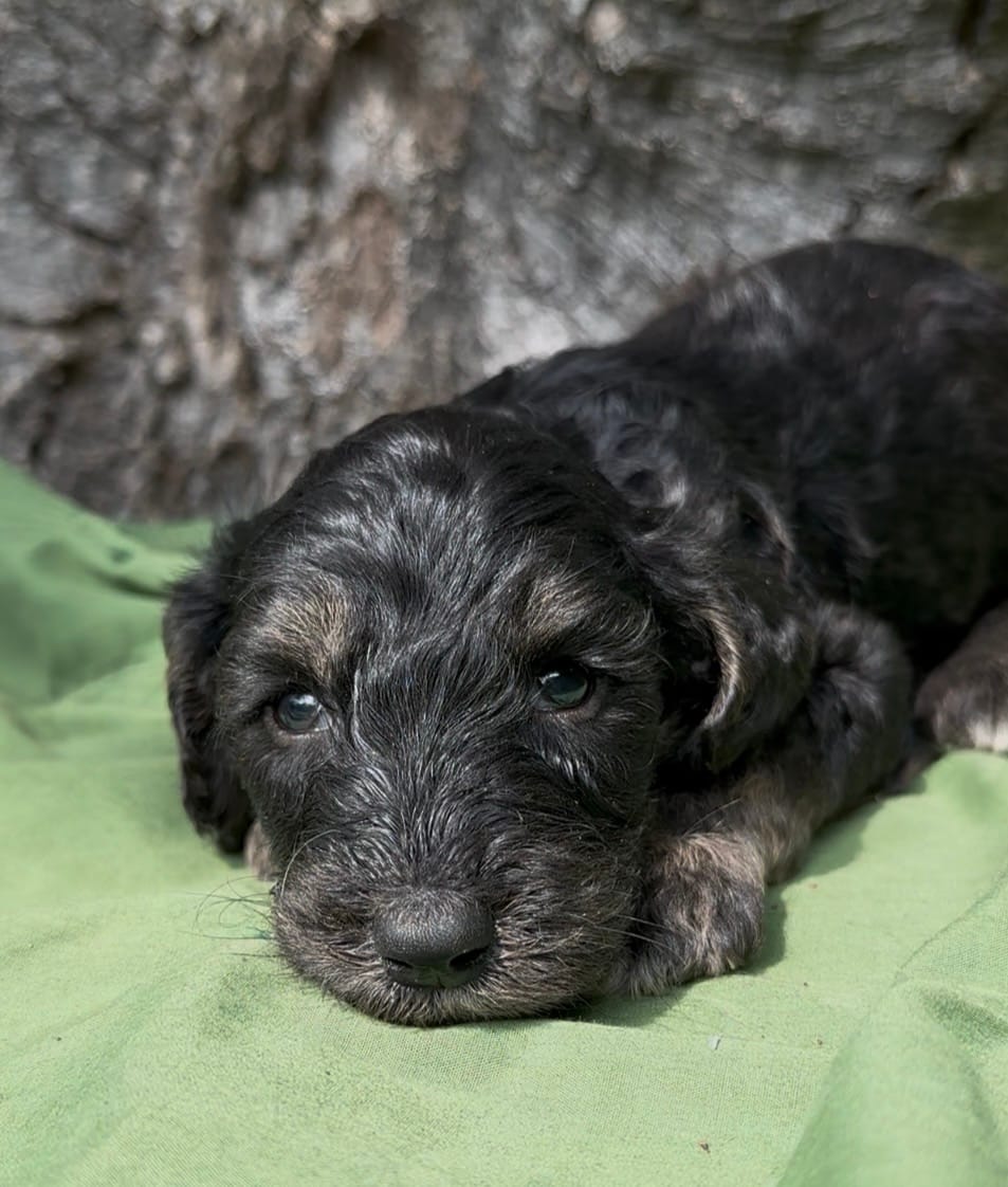 Emerson  – Afghan Hound, Poodle - Standard  puppy for sale in Hamilton, TX