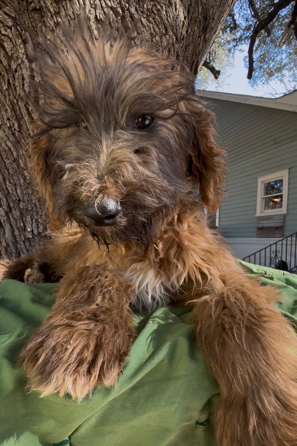 Pottifer – Afghan Hound, Poodle - Standard  puppy for sale in Hamilton, TX