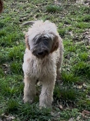 Steelburge  – Afghan Hound, Poodle - Standard  puppy for sale in Hamilton, TX