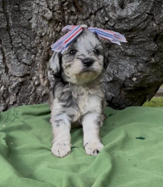 Pheobe – Schnoodle puppy for sale in Hamilton, TX