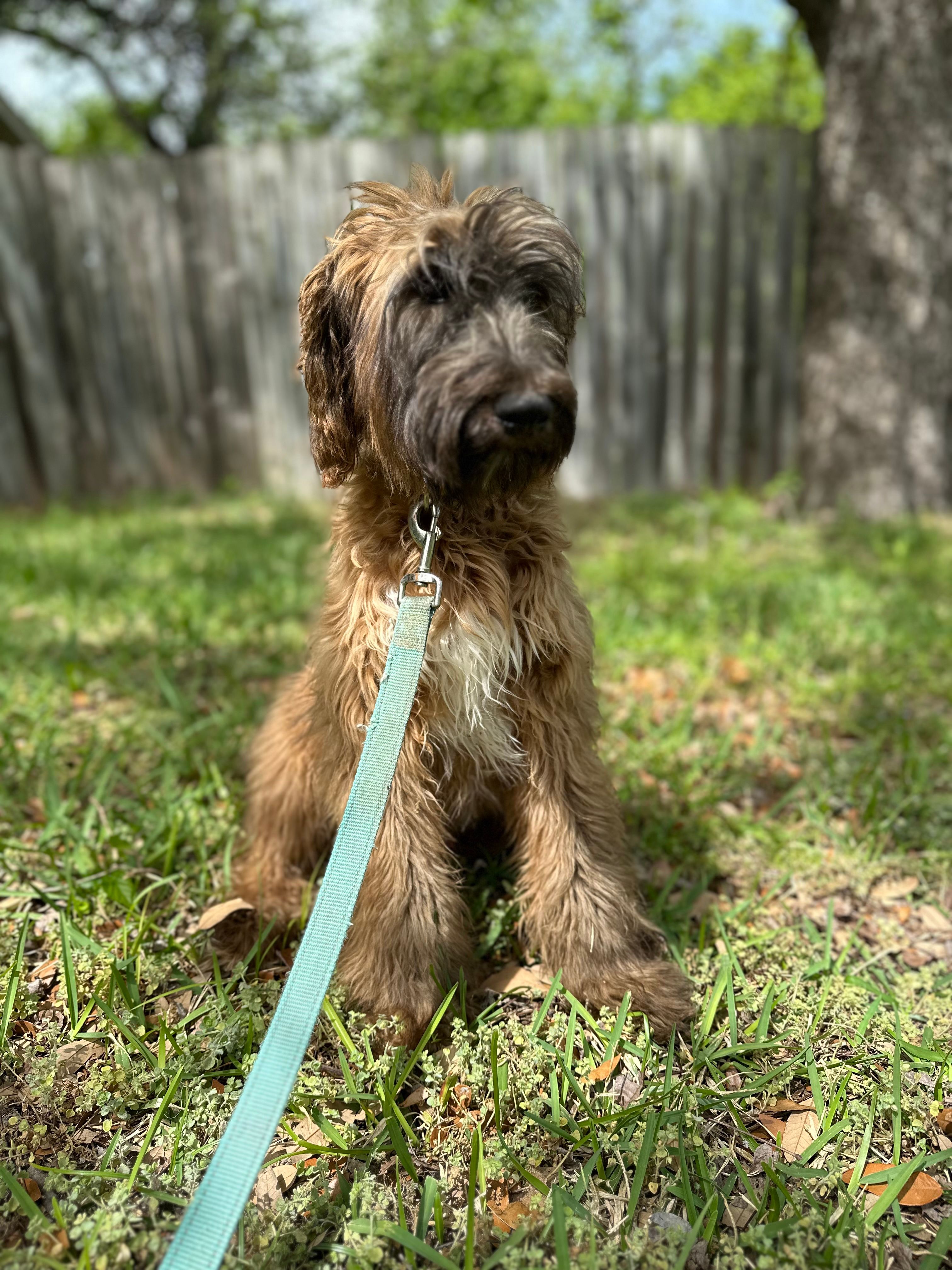 Pottifer – Afghan Hound, Poodle - Standard  puppy for sale in Hamilton, TX