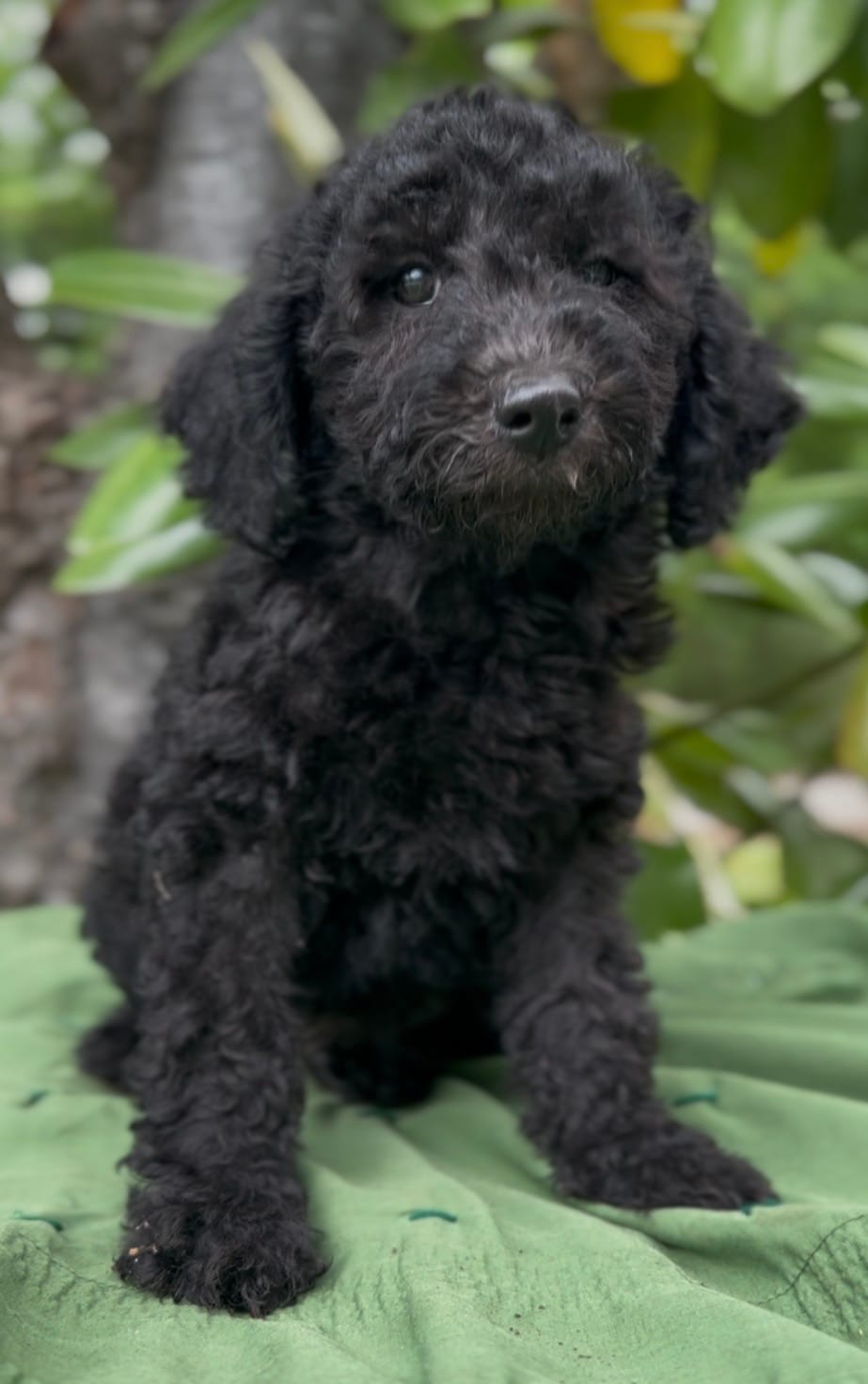 Armor  – Schnoodle puppy for sale in Hamilton, TX