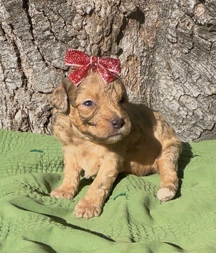 Poppy – Schnoodle puppy for sale in Hamilton, TX