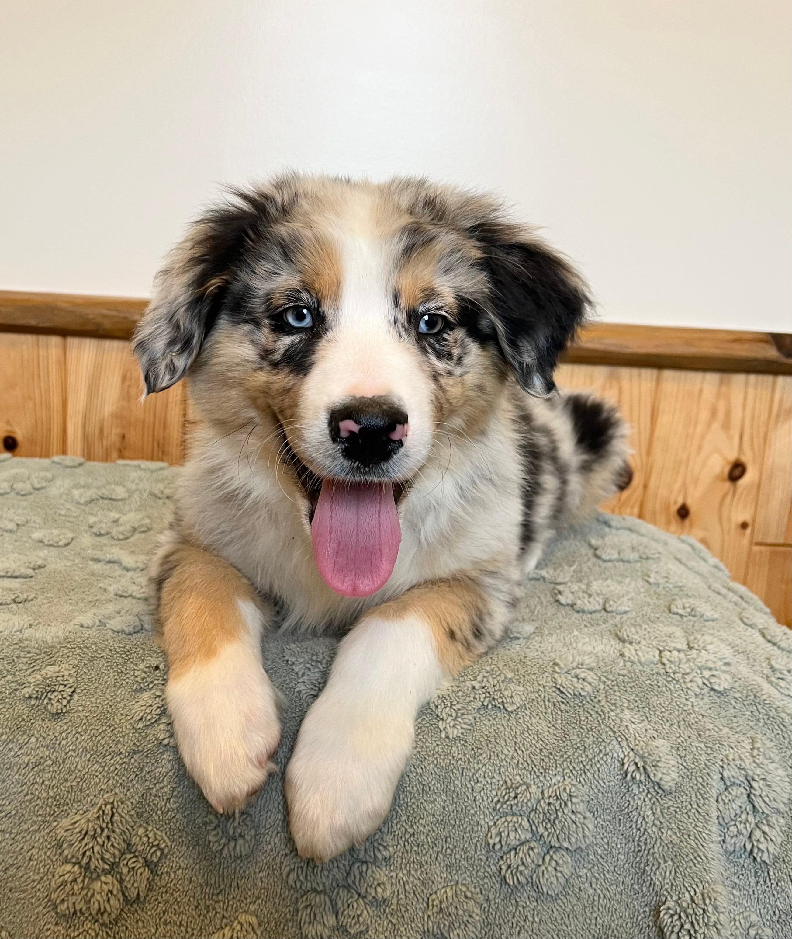 Raptor     AKC   BMM – Australian Shepherd puppy for sale in Roodhouse, IL