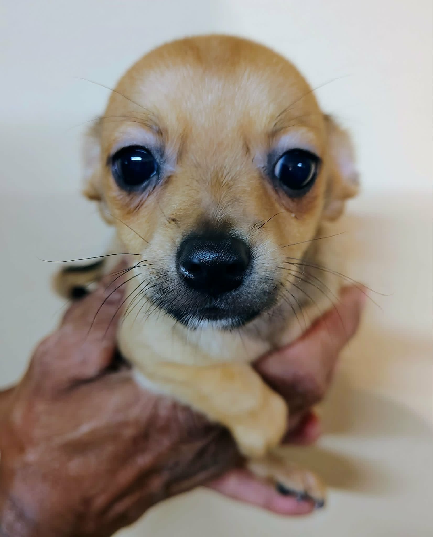 Lio – Chihuahua, Pomeranian puppy for sale in Conway, SC