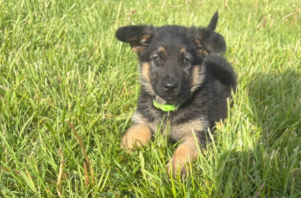 Lime Collar Female – German Shepherd Dog puppy for sale in Belleville, MI
