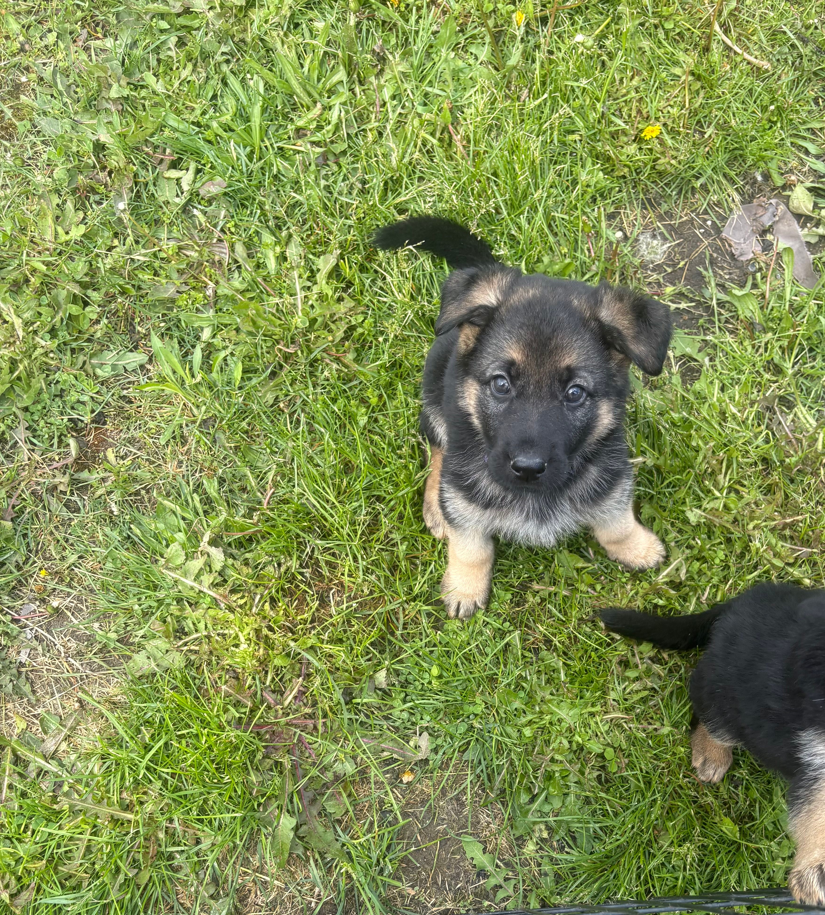 Purple Collar Female – German Shepherd Dog puppy for sale in Belleville, MI