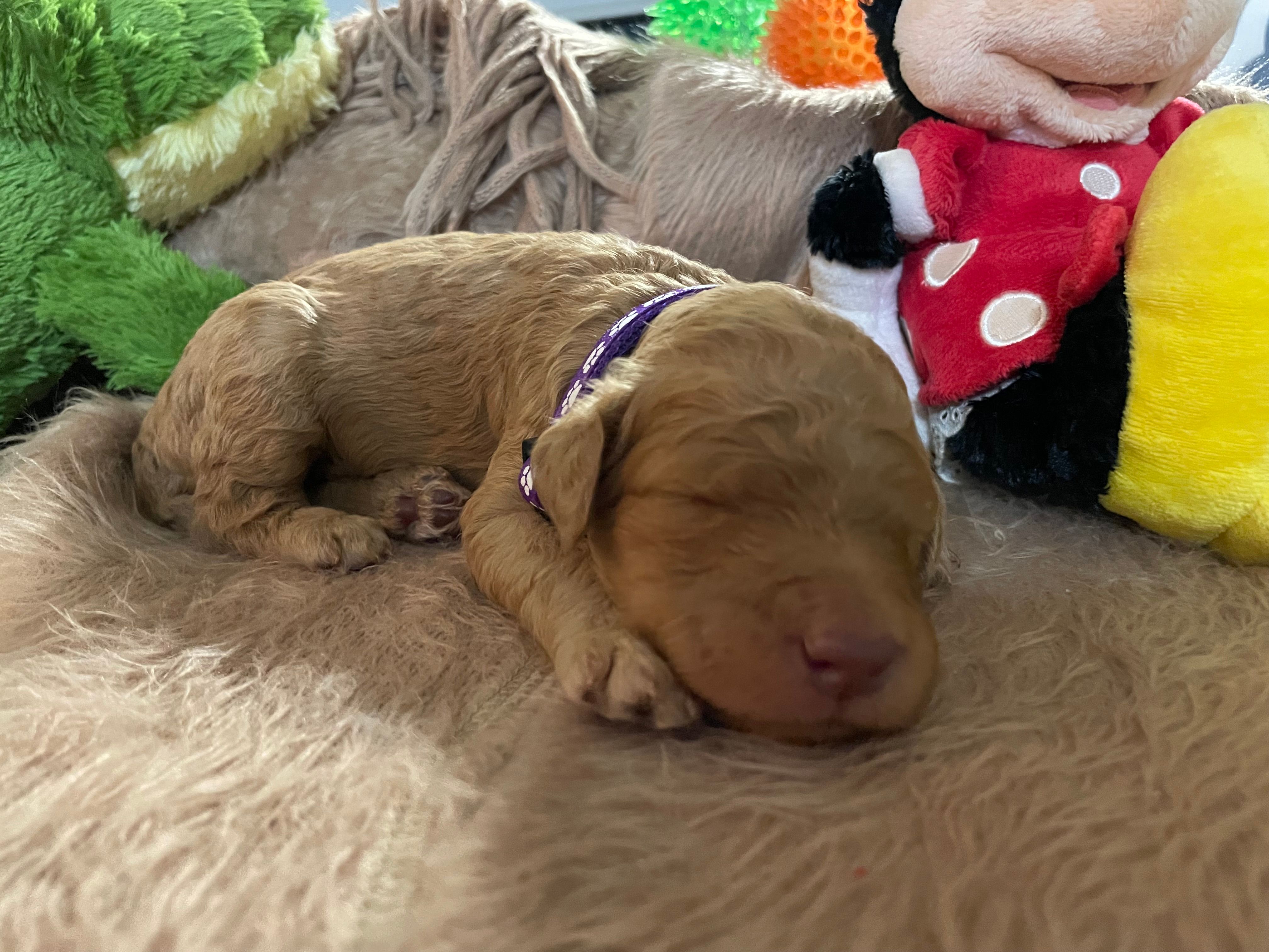 AKC Miss Purple Collar – Poodle - Standard  puppy for sale in Columbia, SC